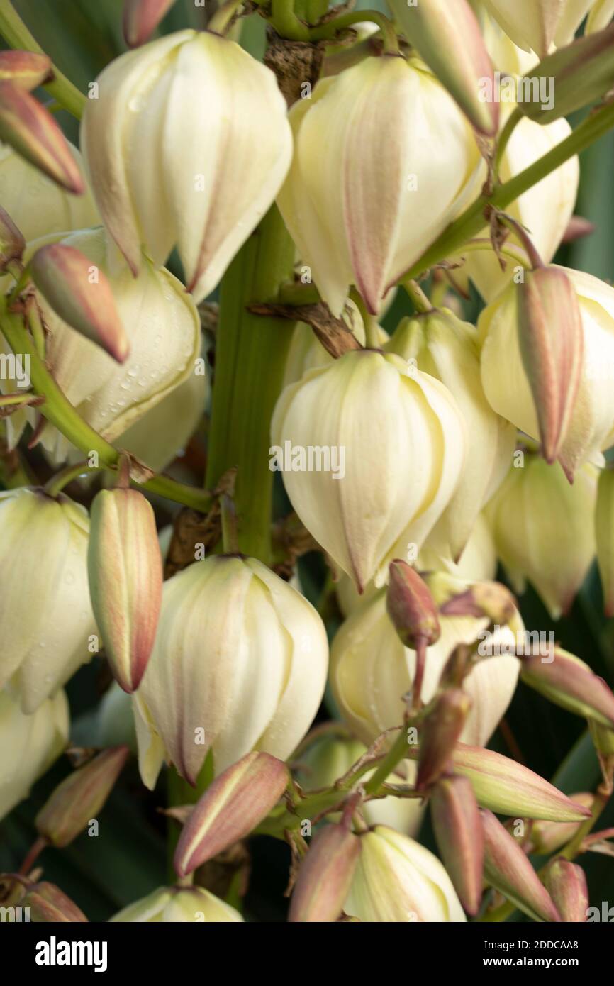 Yucca gloriosa in fiore, giardino naturale ritratto di piante Foto Stock