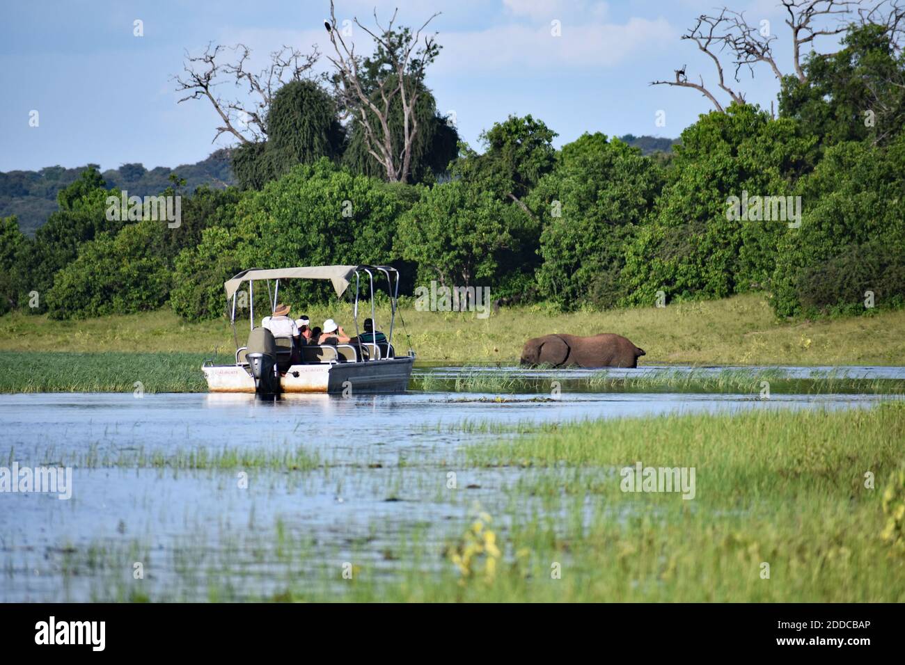 Guarda i turisti dalla loro barca safari sul fiume mentre un elefante africano (Loxodonta Africana) vaga nel fiume Chobe nel Parco Nazionale di Chobe, Botswana. Foto Stock