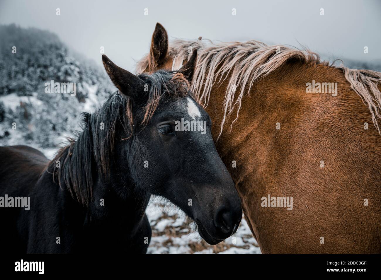 Cavalli neri e marroni in piedi sulla terra durante l'inverno Foto Stock