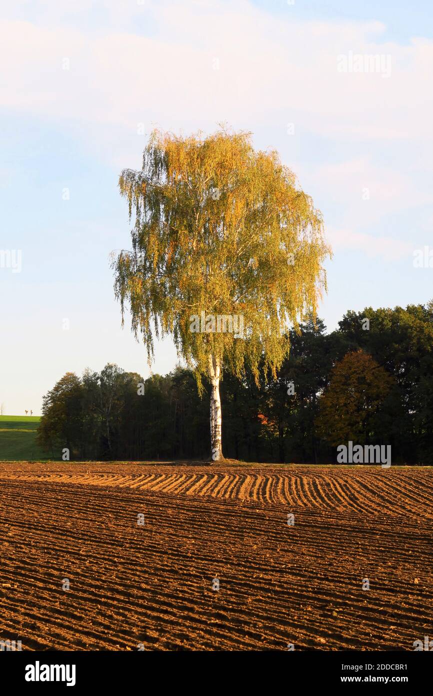 Campo arato marrone in autunno Foto Stock