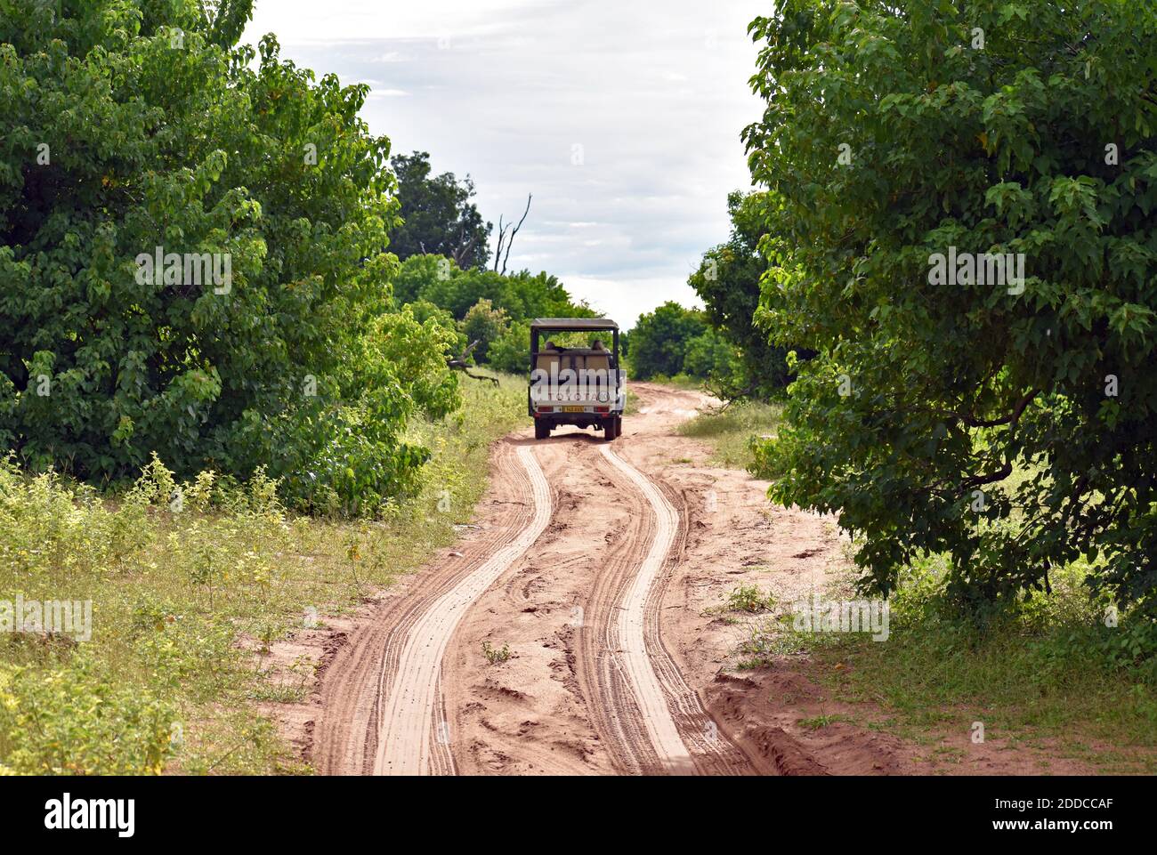 Un veicolo a trazione integrale parte in lontananza lungo una strada sterrata con piste da pneumatico nel Parco Nazionale di Chobe, Botswana Foto Stock