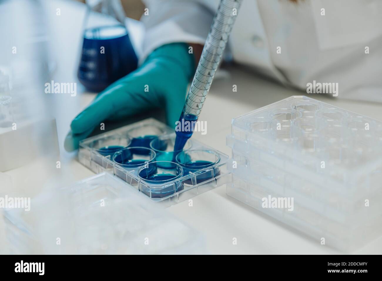 Assistente di laboratorio che riempie il liquido in una piastra multipozzetti in laboratorio Foto Stock