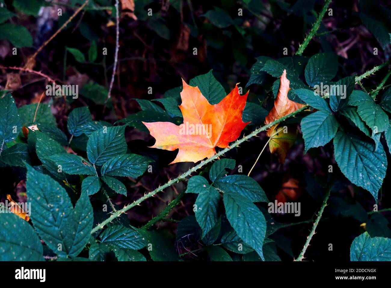 Foglia di acero lone adagiata su rami spinoso in autunno Foto Stock