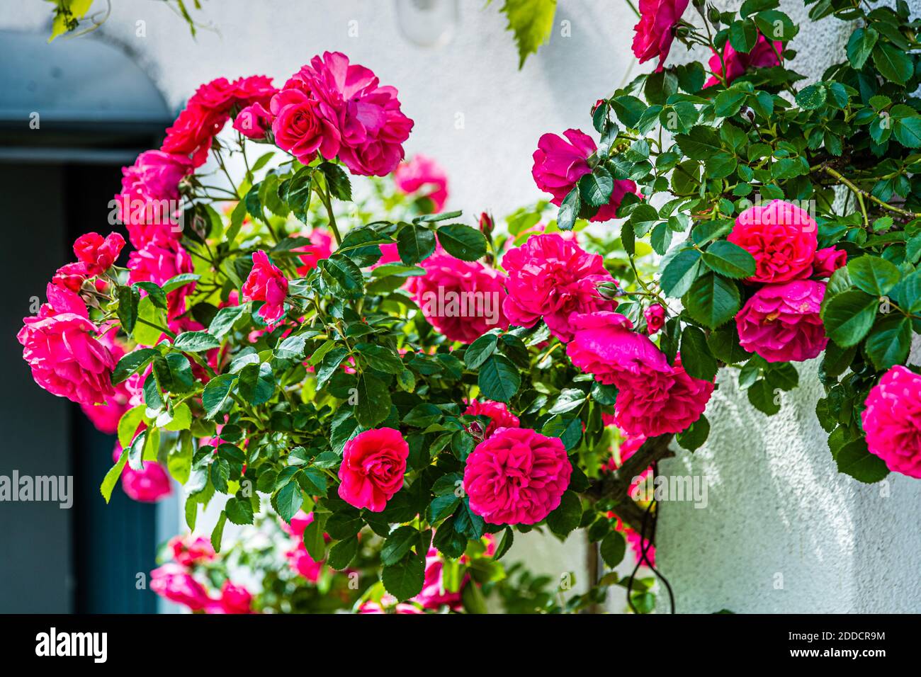 Fioretti di rosa rosso vivace e densamente doppi sbocciano su un cespuglio di rose a Grevenbroich, Germania, fornendo l'ingrediente per il kombucha alla rosa fatto in casa. Foto Stock