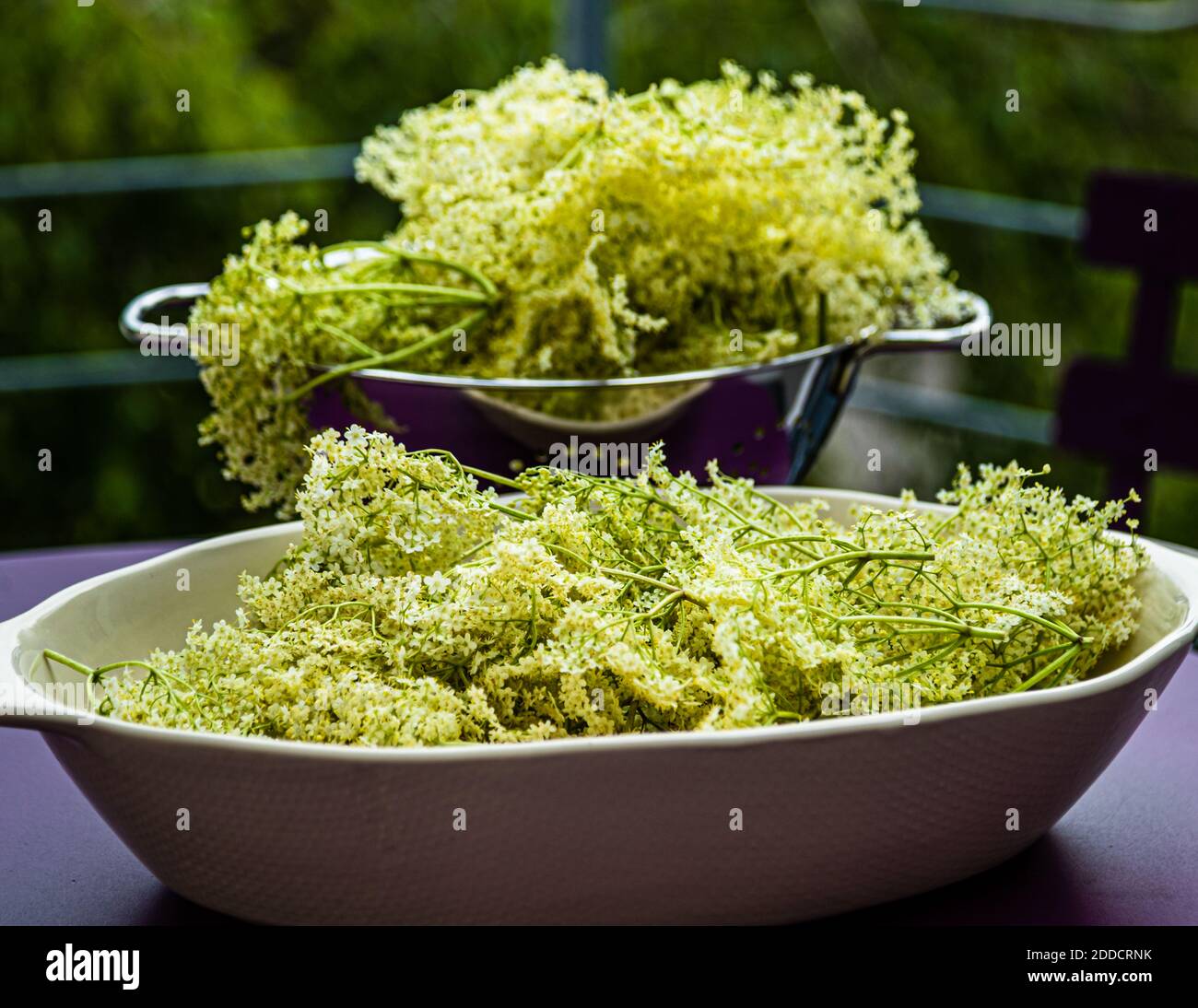 Sambuco Kombucha a Grevenbroich, Germania Foto Stock