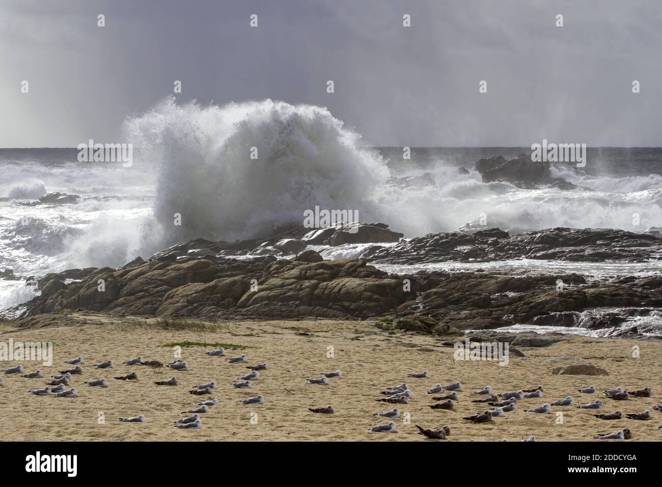Gabbiani che si proteggono sulla spiaggia dalla tempesta a. mare Foto Stock