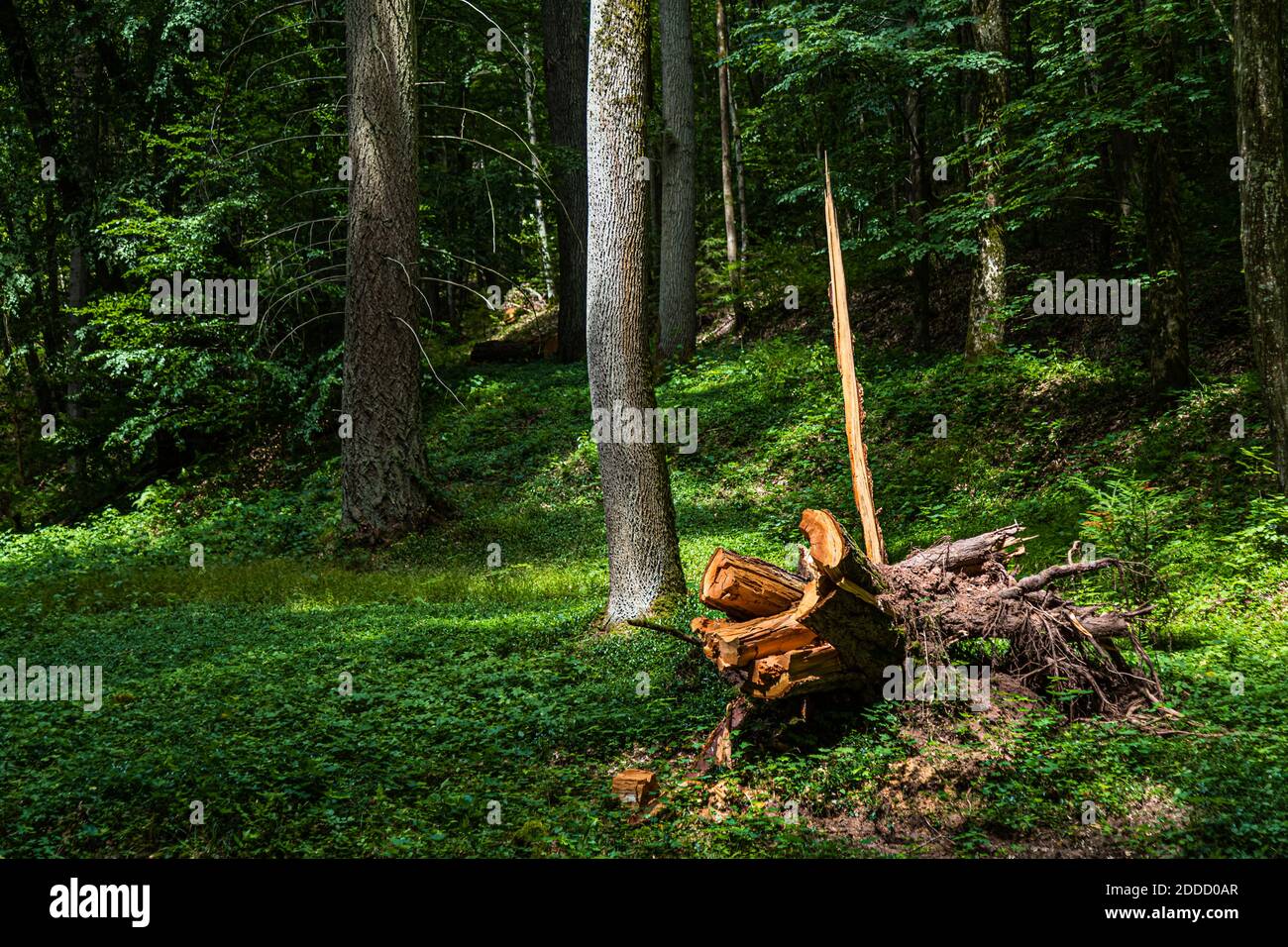 Legno recuperato nella foresta di Bad Kissingen, Germania Foto Stock