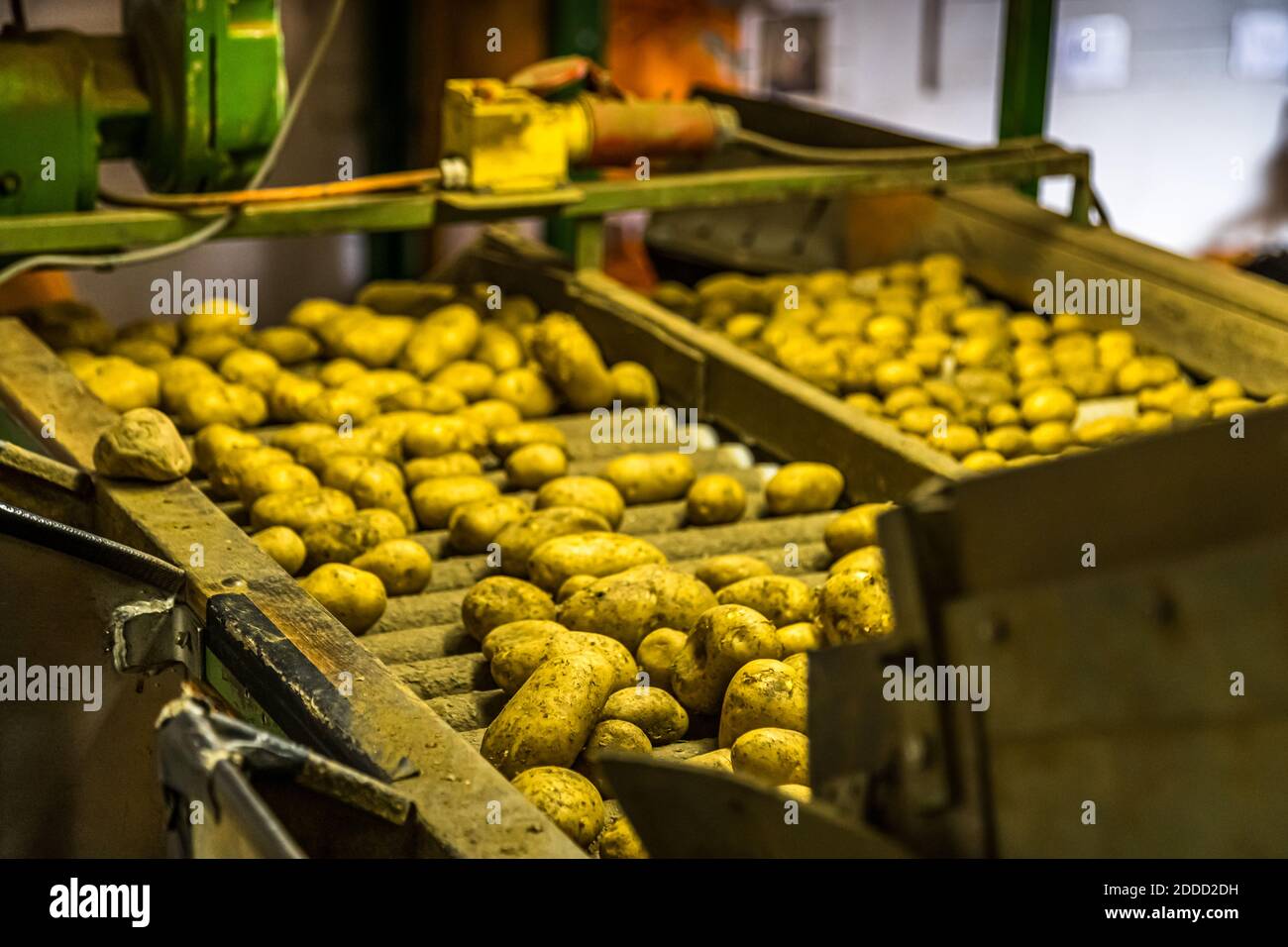 Coltivatore di patate di smistamento in Ehekirchen, Germania Foto Stock