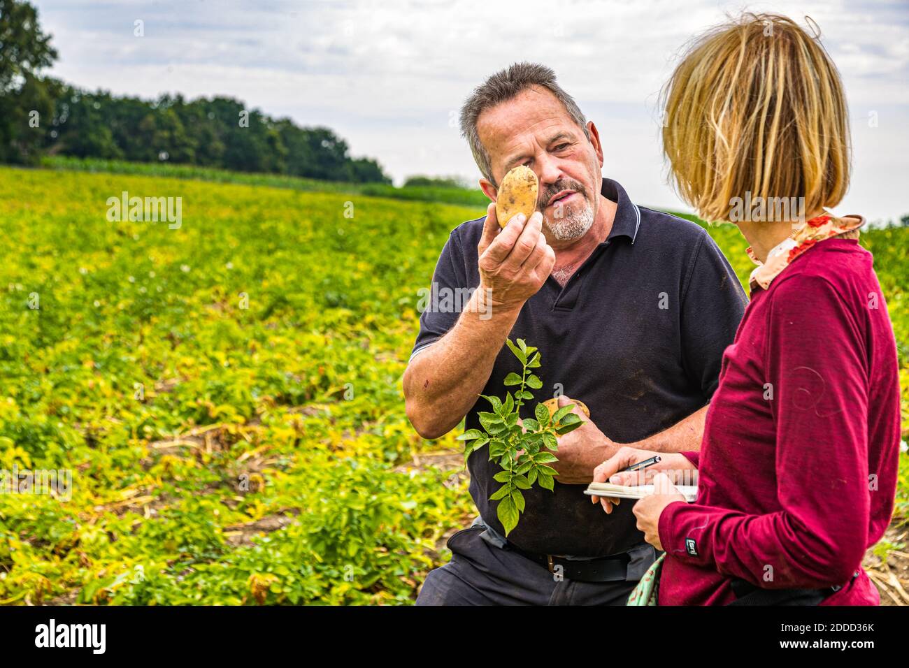 Il contadino Paul Strixner sul suo campo con la patata matura chiamata 'Jewel' a Ehekirchen, Germania Foto Stock