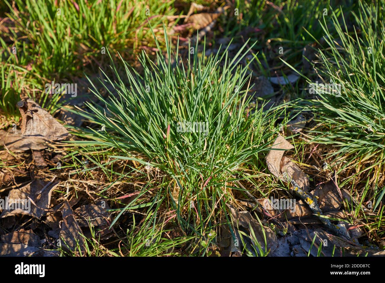 Erba verde campo Foto Stock