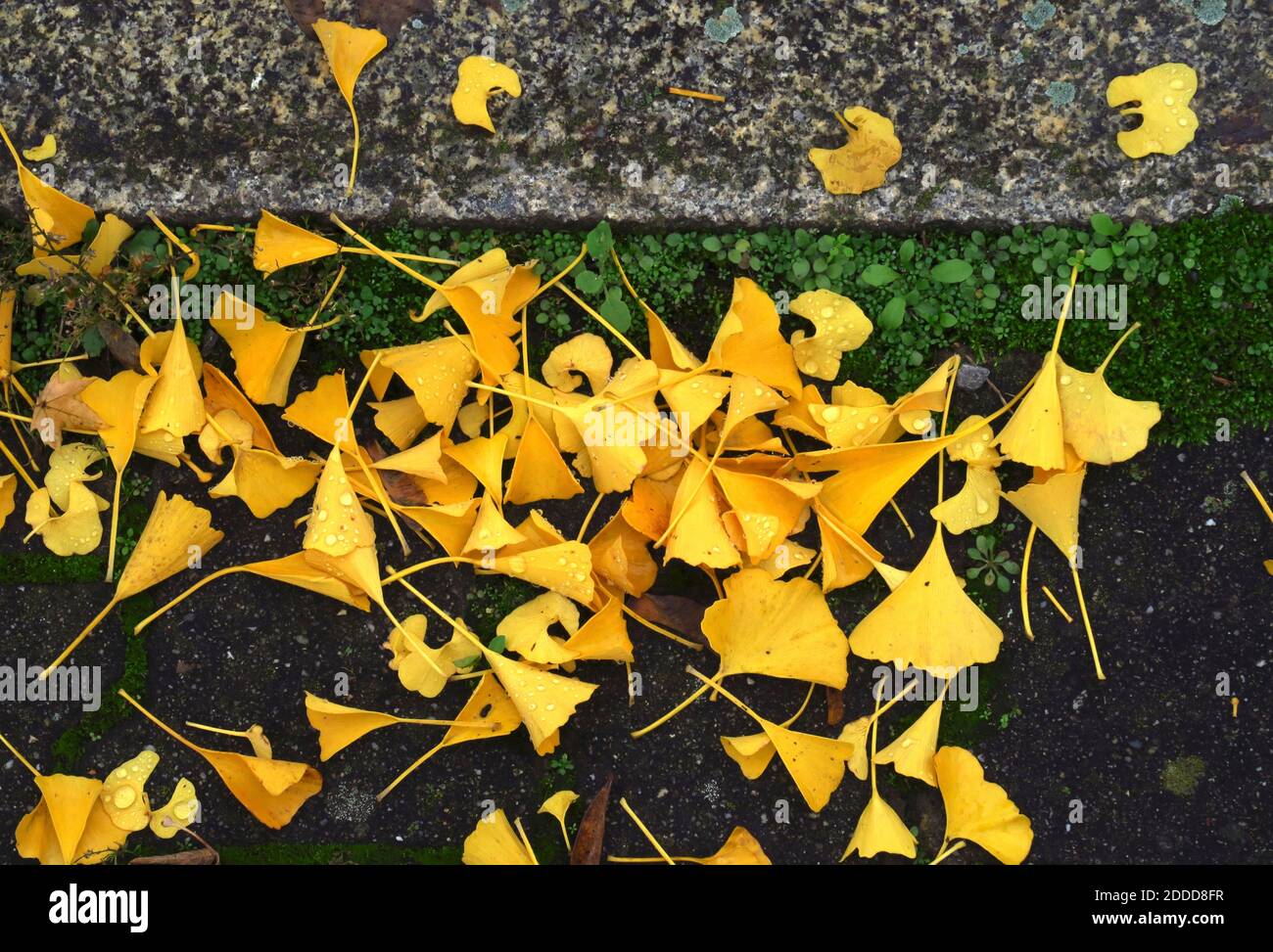 Il ginkgo caduto (Ginkgo biloba) lascia che giace all'aperto in autunno Foto Stock