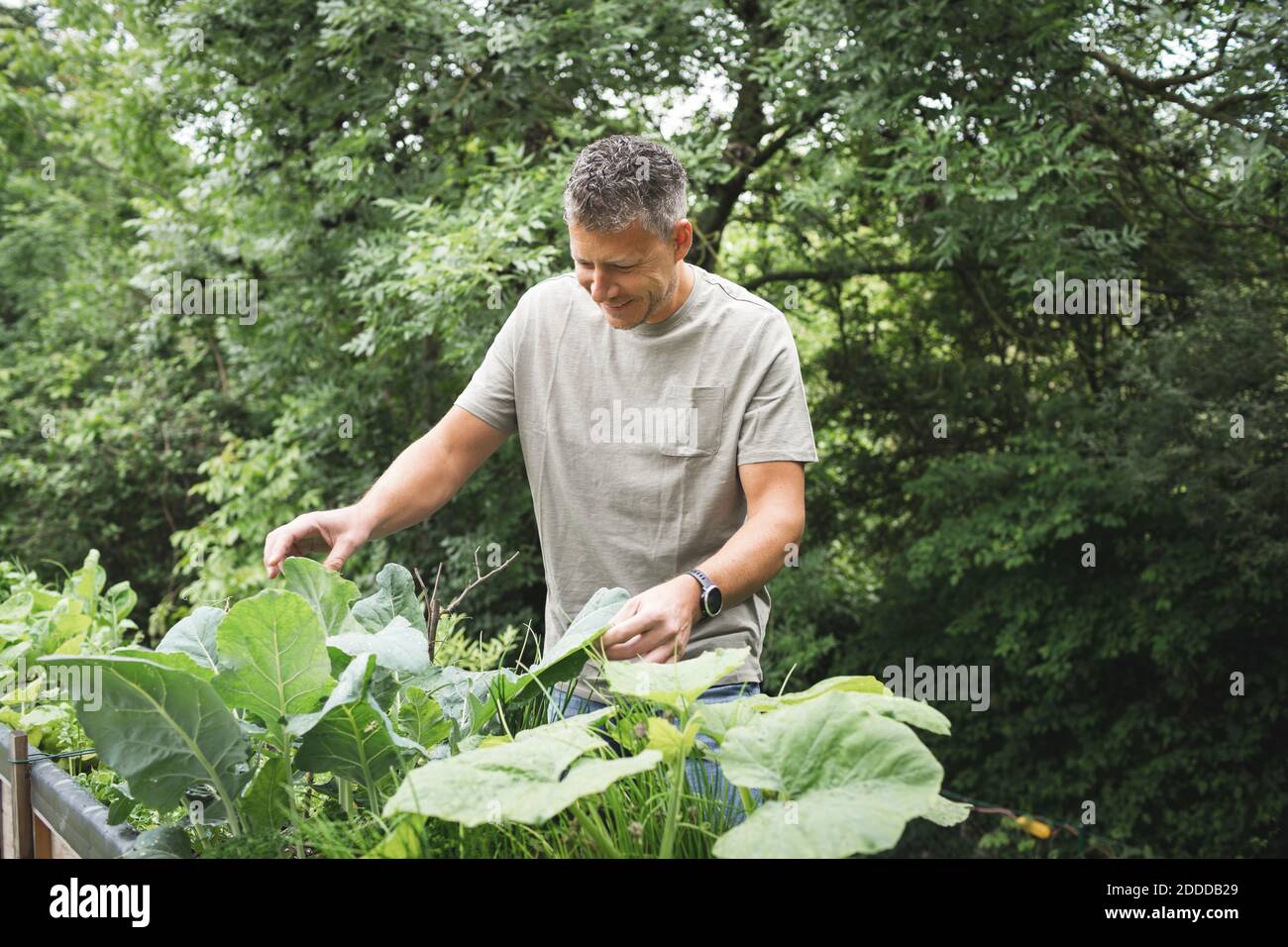 Sorridente uomo maturo che esamina pianta vegetale nel giardino del cortile posteriore Foto Stock