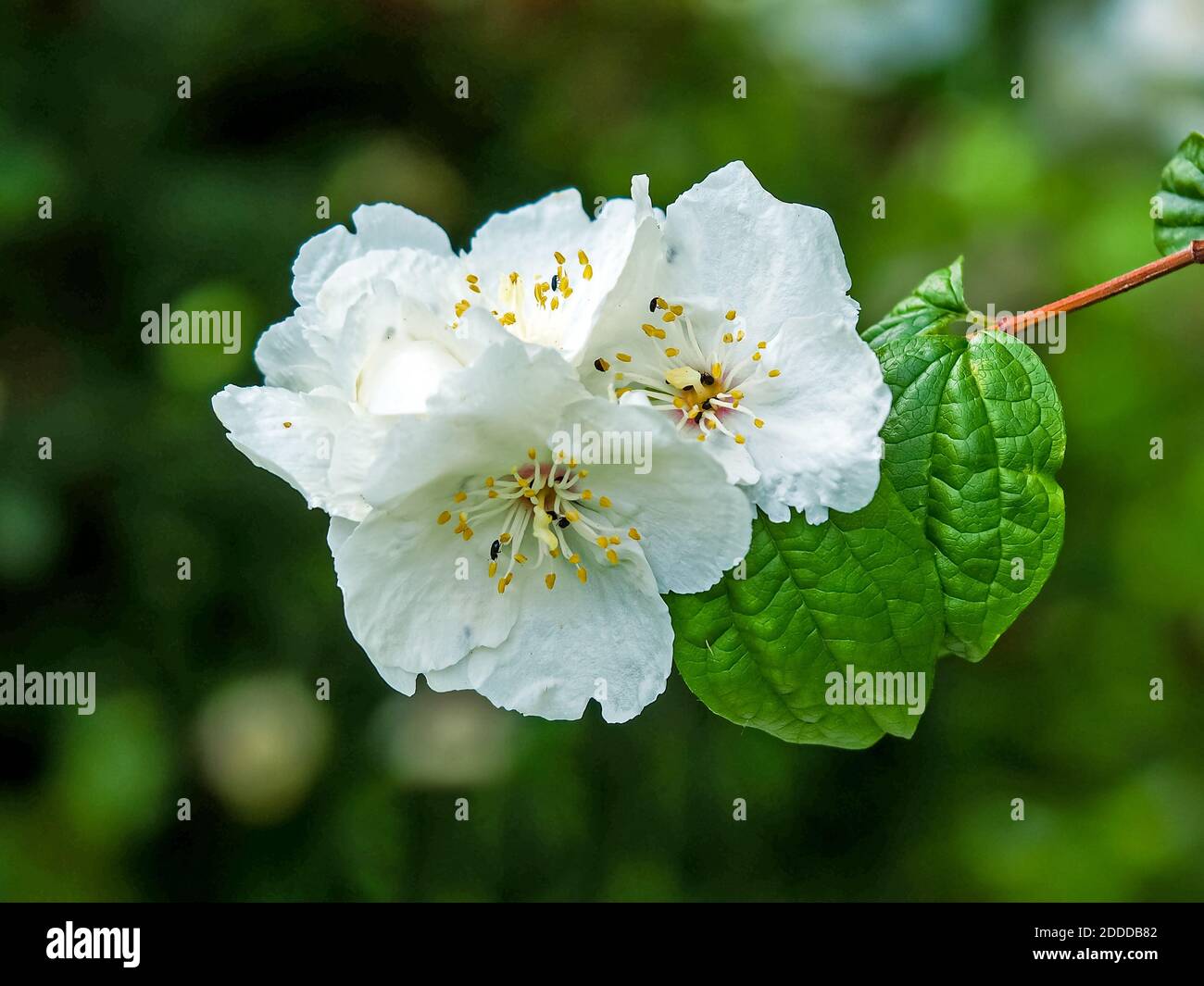 Piuttosto bianco fiore e foglie verdi su un ramo di un dolce bush arancio mock, Philadelphus, crescendo in un giardino Foto Stock