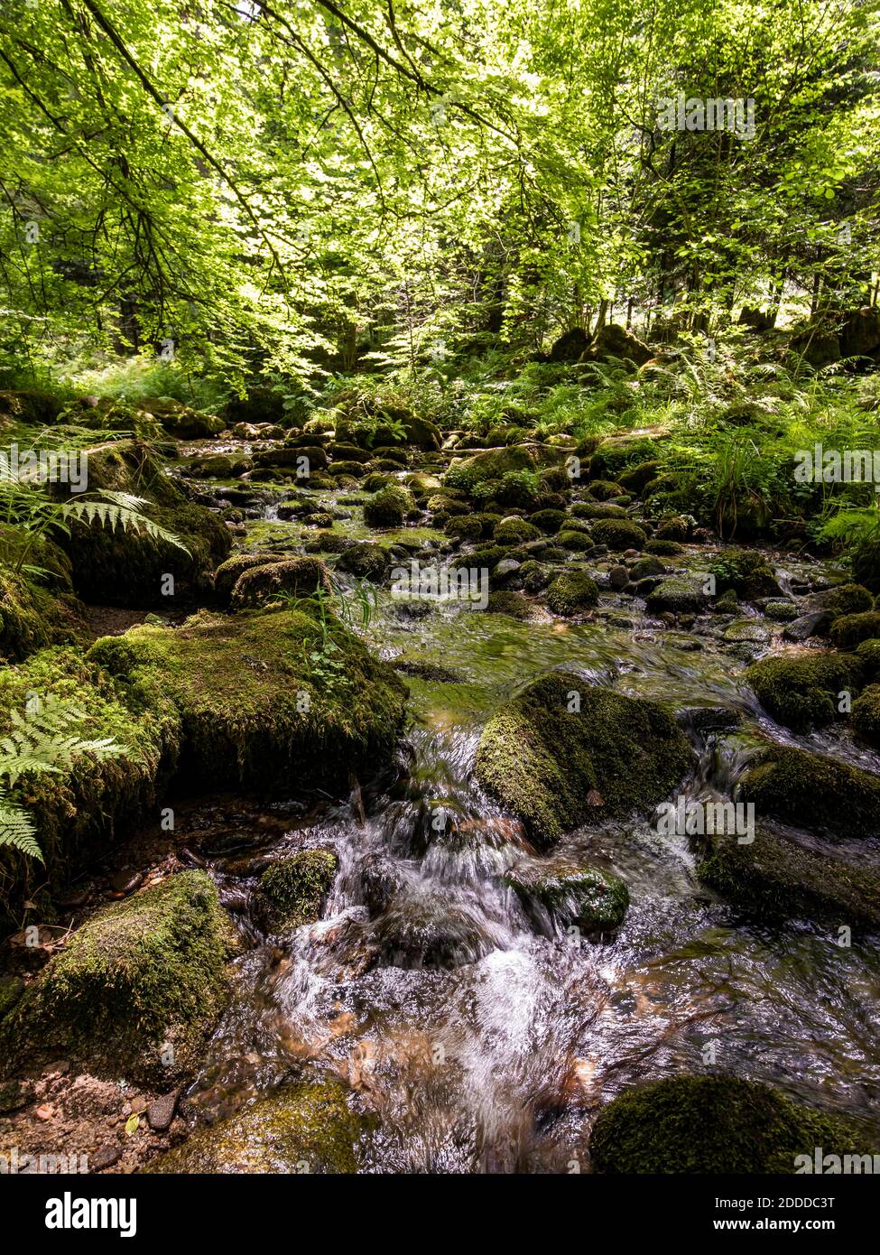 Fiume Alb che scorre tra rocce mussose nella Foresta Nera, Germania Foto Stock