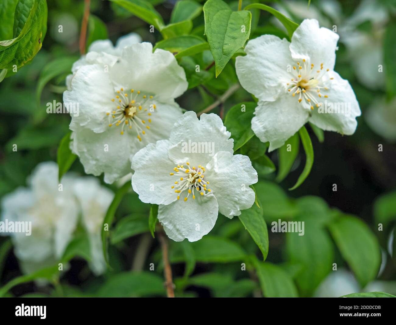 Bella fiore bianco e foglie verdi su un dolce bush arancio mock, Philadelphus, che cresce in un giardino Foto Stock