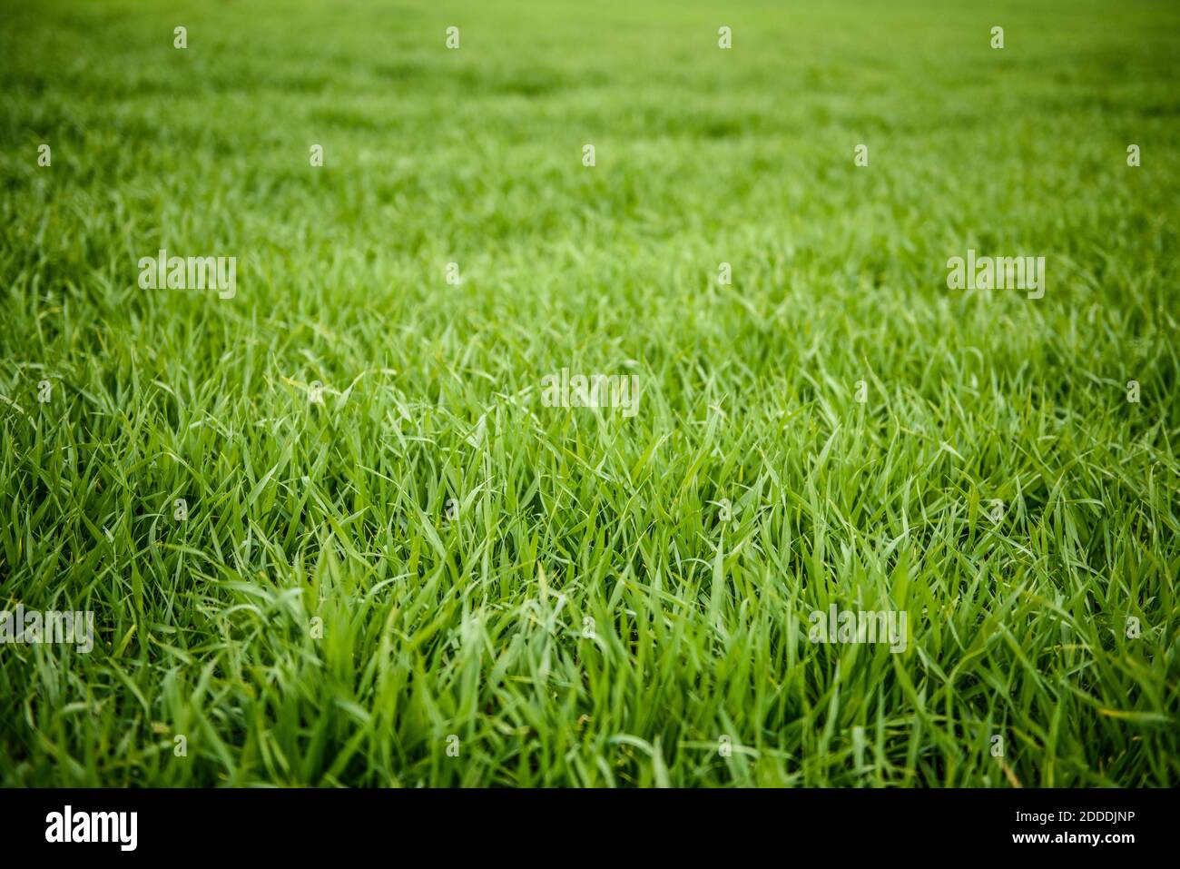 Erba verde naturale tessitura da un campo, erba verde fondo, foglie di grano giovane Foto Stock