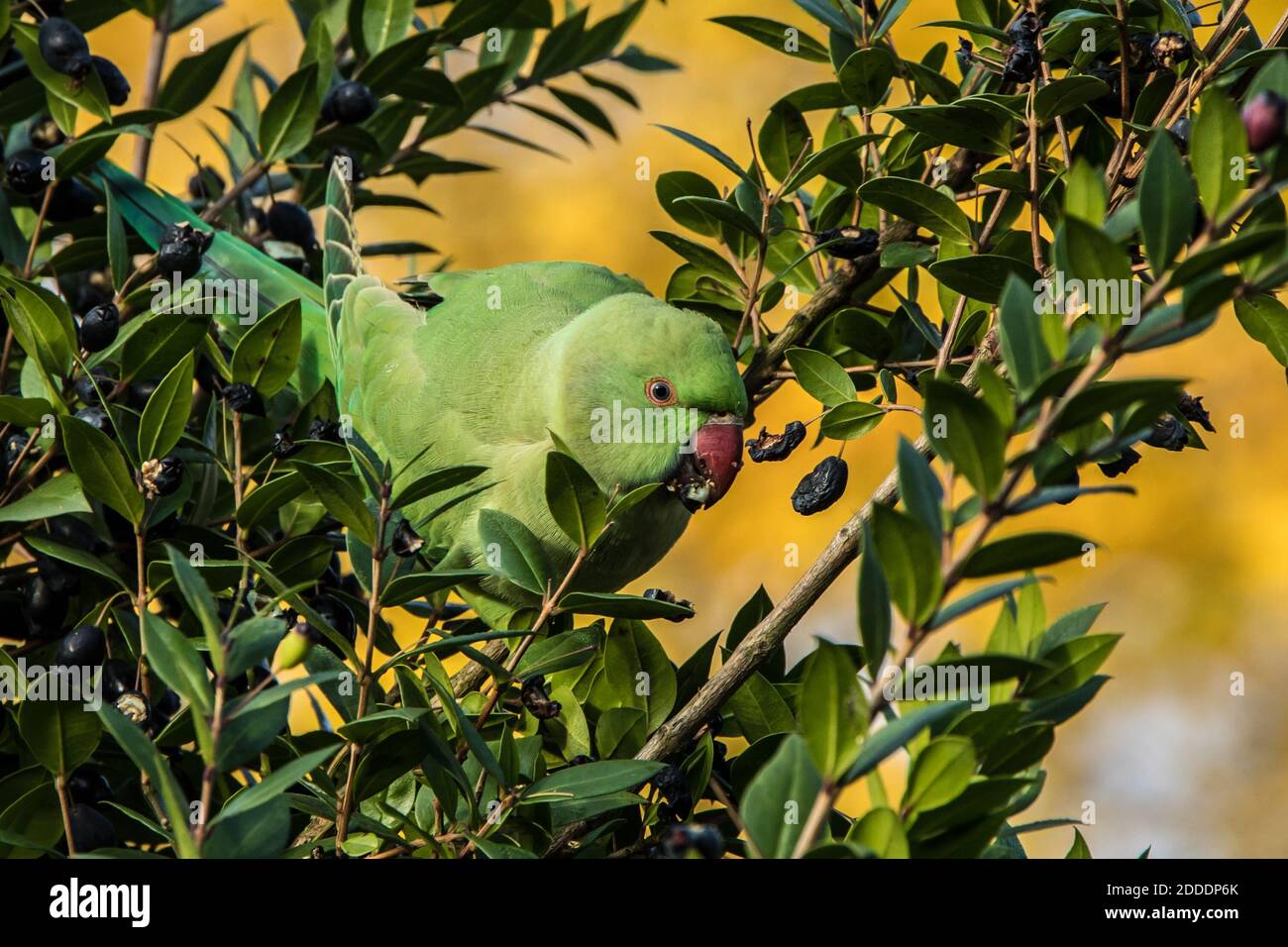 23 novembre 2020. South London, Regno Unito. Un Parakeet a collo circolare (Psittacula krameri) che si festeggia sulle bacche nel Peckham Rye Park, a sud di Londra. David Rowe/al Foto Stock