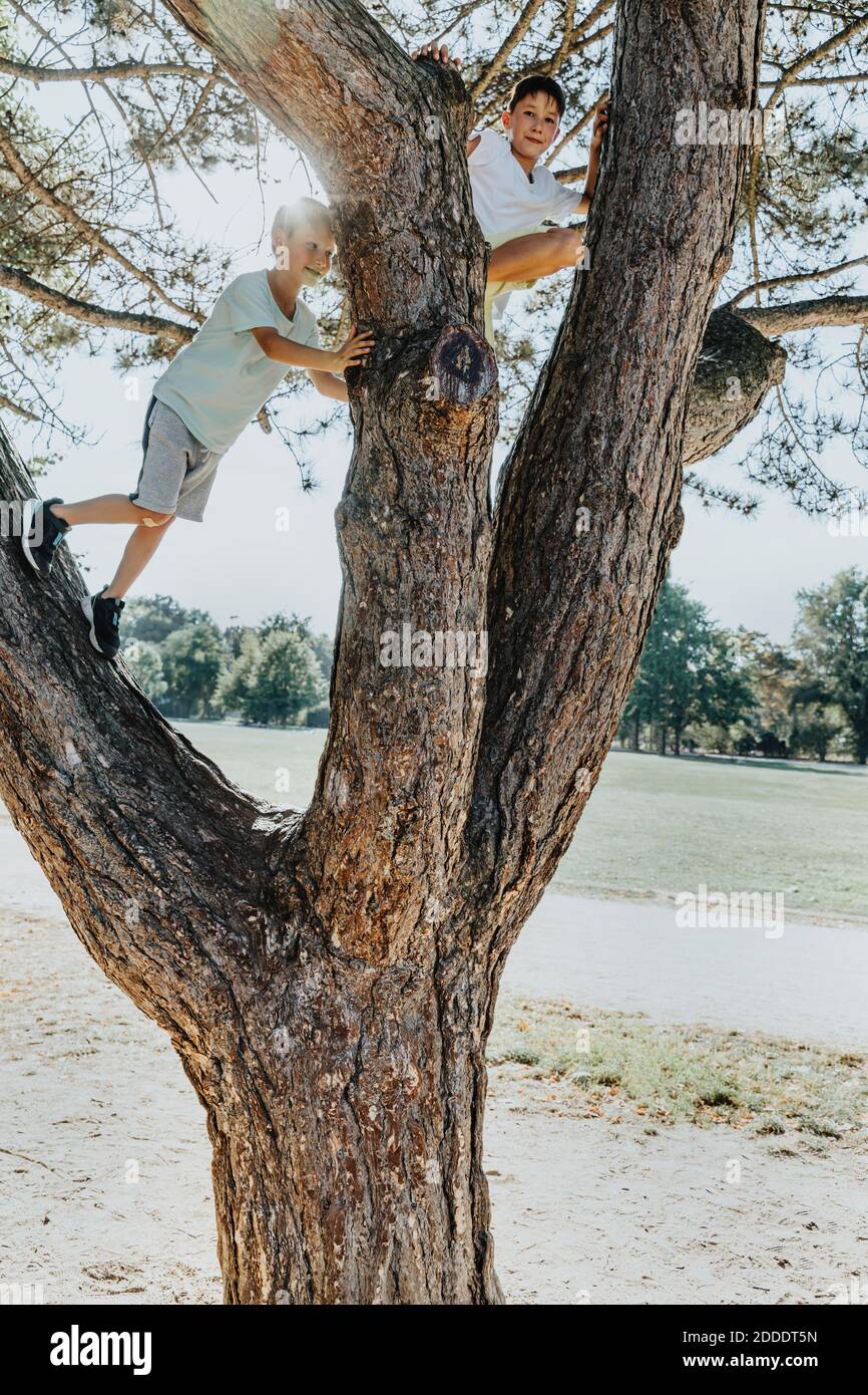 Fratelli che arrampicano sulla pineta nel parco pubblico Foto Stock