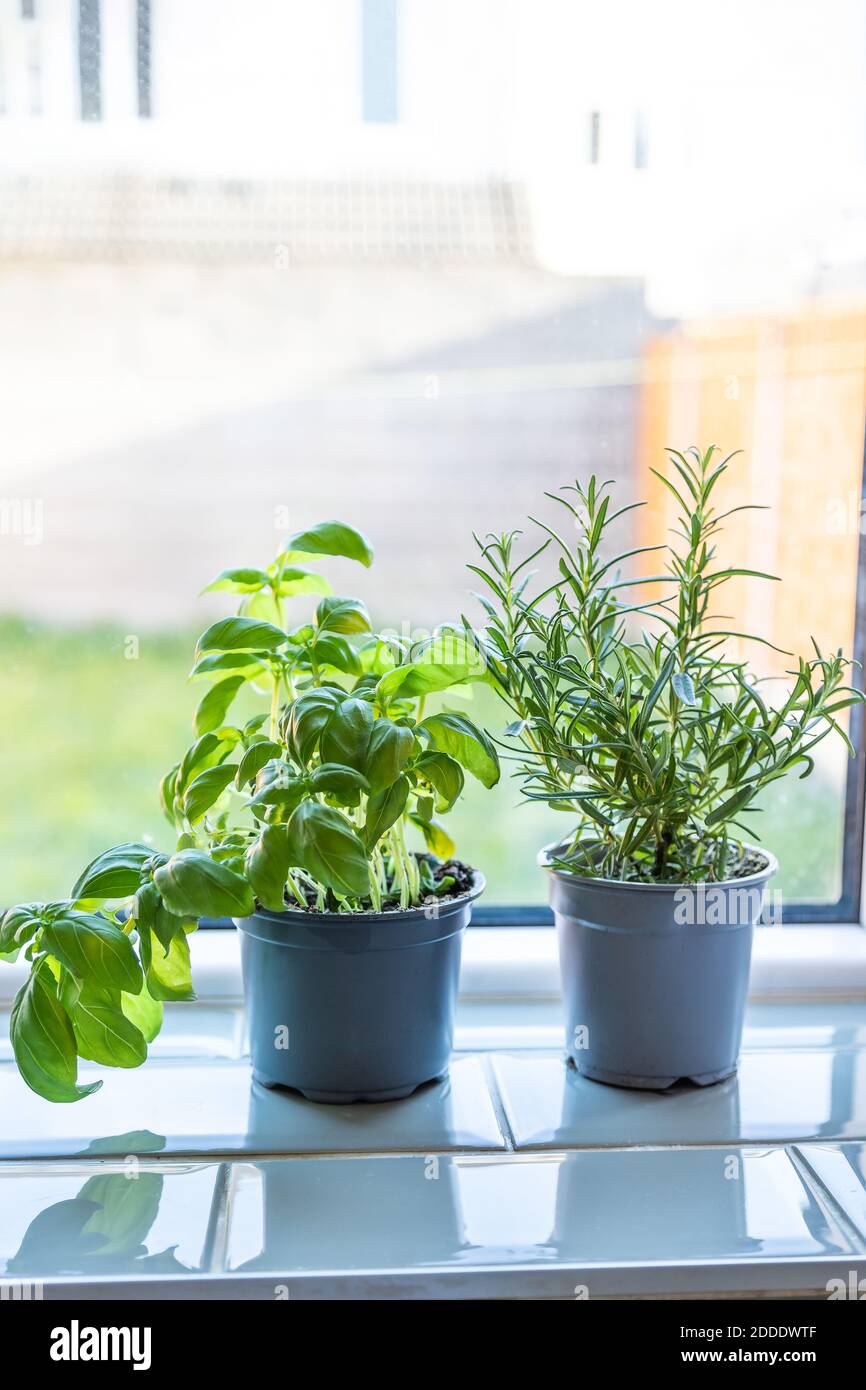 giardino domestico interno di basilico e rosmarino in pentole su un davanzale  della finestra, piante crescenti a casa Foto stock - Alamy