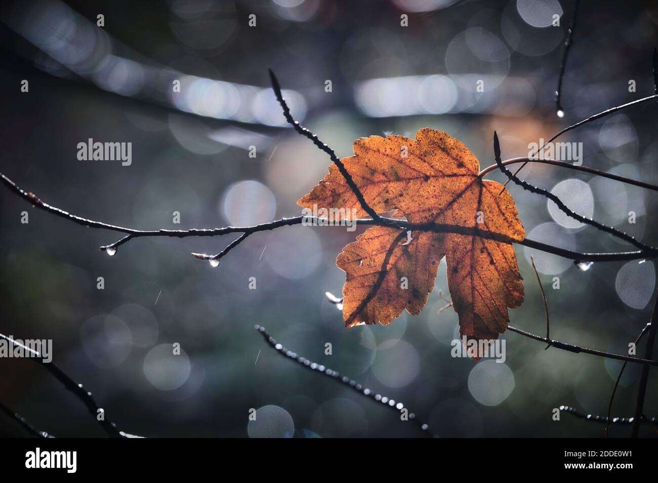 Ramo di albero con foglia singola in autunno Foto Stock