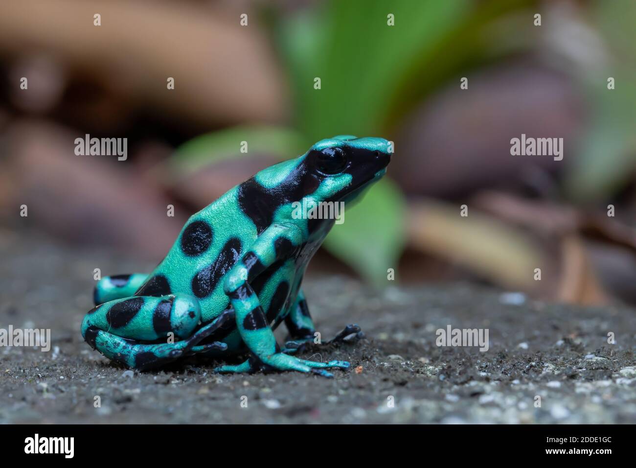 Immagine prospettica di una freccetta veleno nero e verde Costa Rica Foto Stock