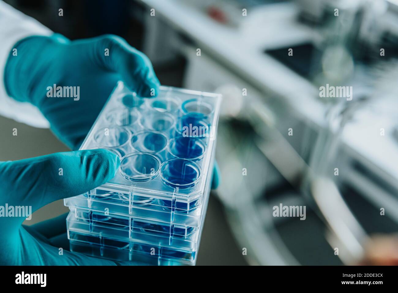 Lo scienziato tiene a mano il vassoio della piastra Petri mentre si trova in laboratorio Foto Stock