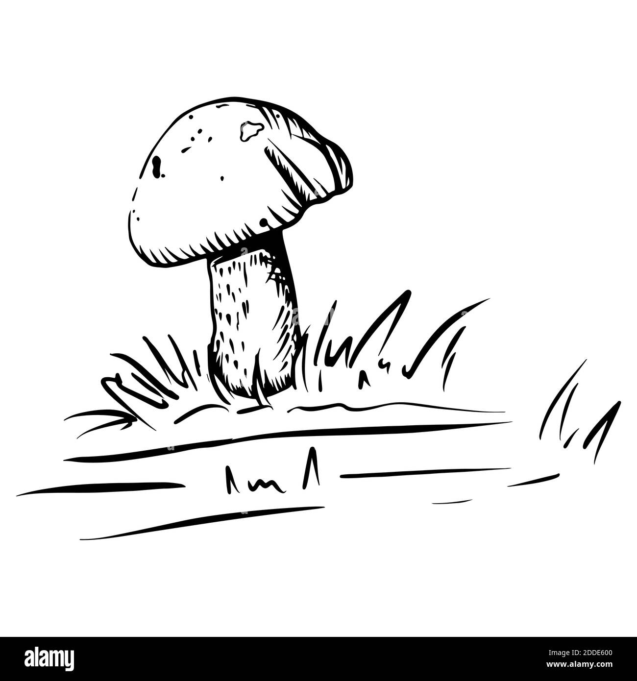 Funghi di foresta in erba. Illustrazione dello schizzo con linea disegnata a mano in stile doodle inciso. Vettore isolato. Cibo vegetariano autunnale. Testa marrone o coppetta arancione. Disegno Botanico con tratti. Illustrazione Vettoriale
