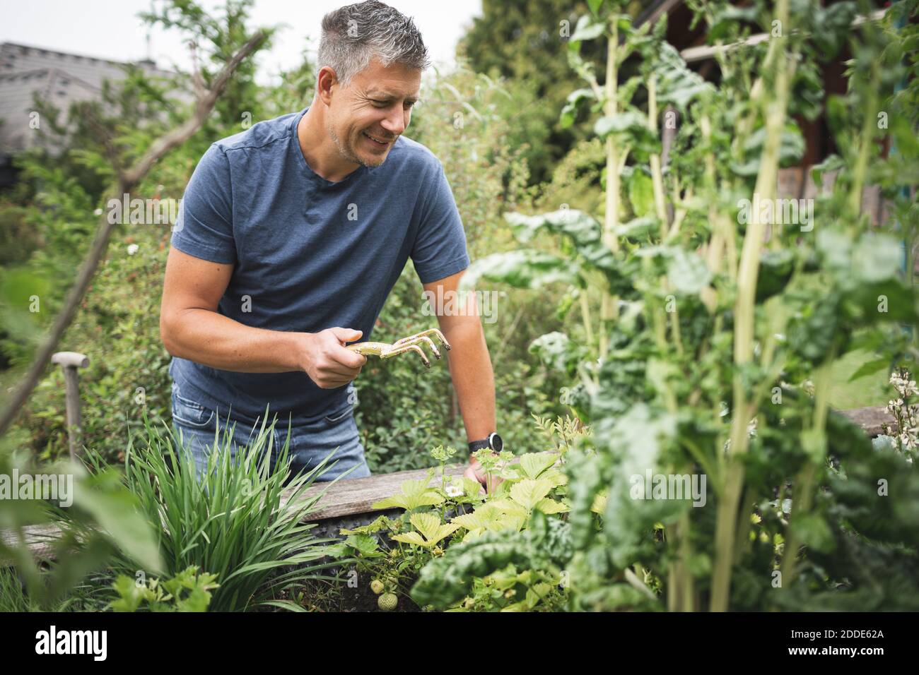 Sorridente uomo maturo che tiene forchetta di giardinaggio mentre piantando su sollevato letto sul cortile posteriore Foto Stock