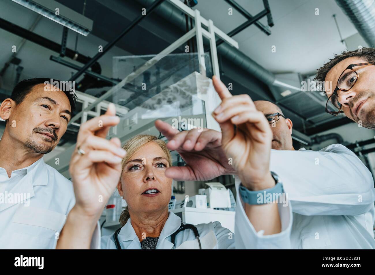 Gli scienziati esaminano lo scivolo cerebrale umano mentre si è in laboratorio Foto Stock