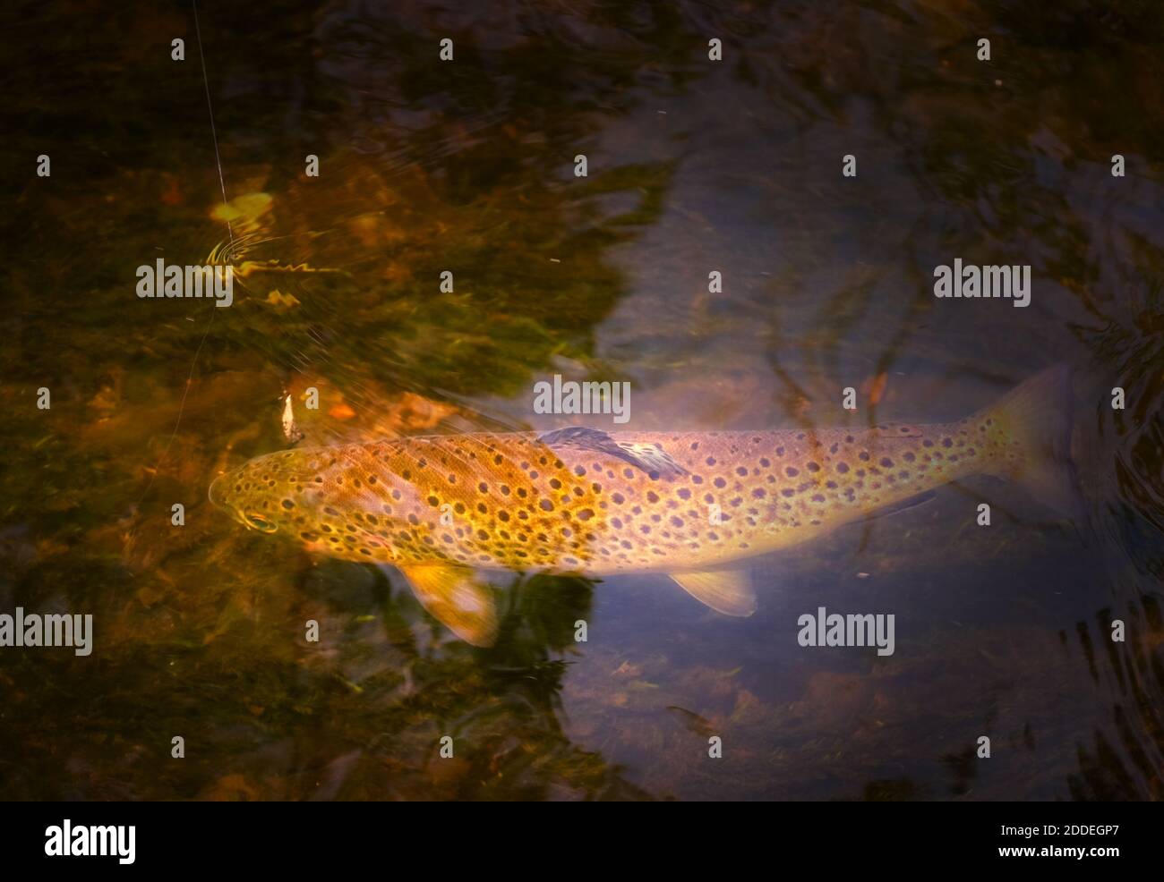 Dragon Selection 'Regalo' - Set 10 Esche Goldhead Per Pesca A Mosca - Trota E Acqua Dolce - Foto 3