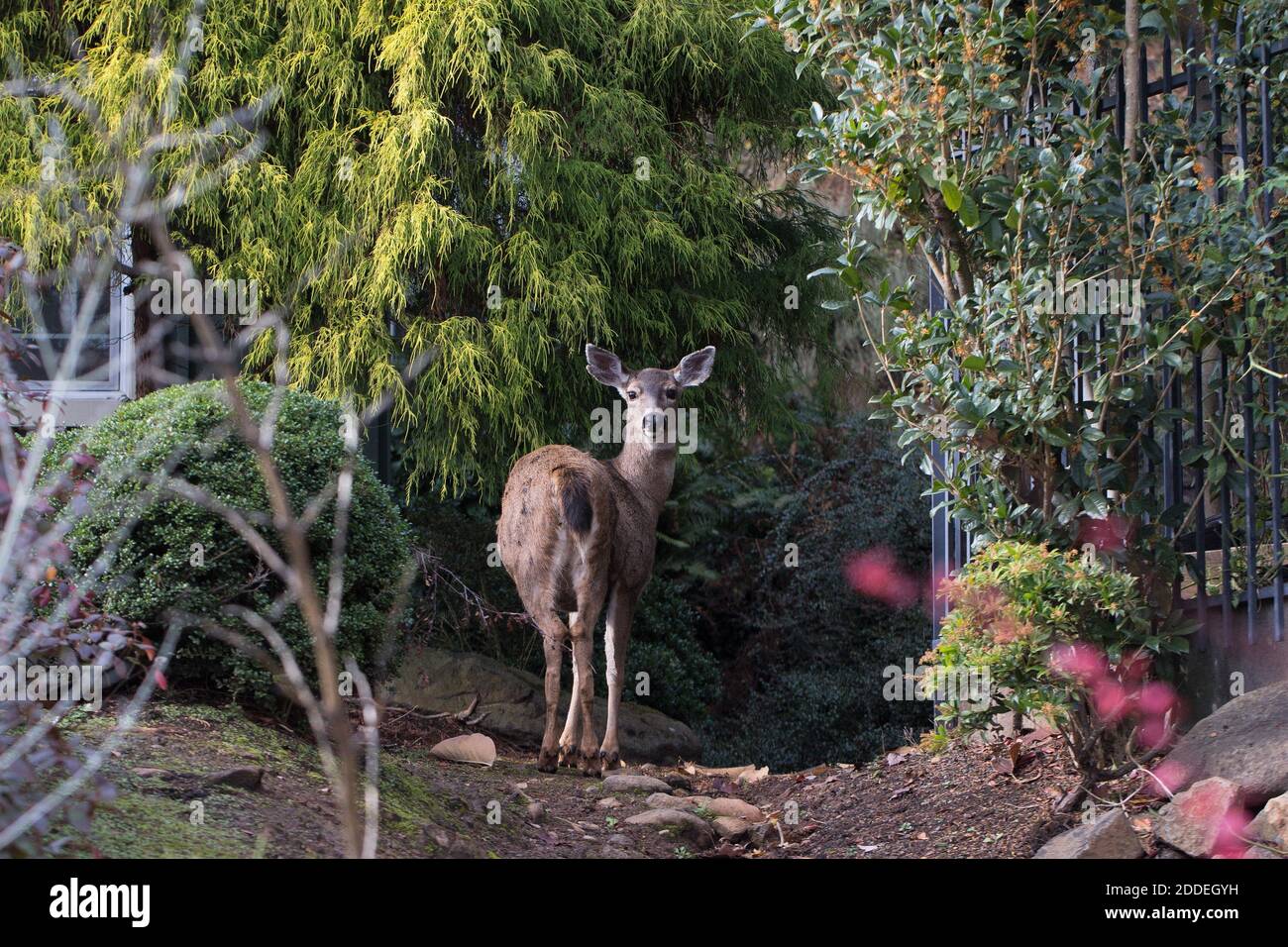 Un cervo in piedi tra le case di Eugene, Oregon, Stati Uniti. Foto Stock