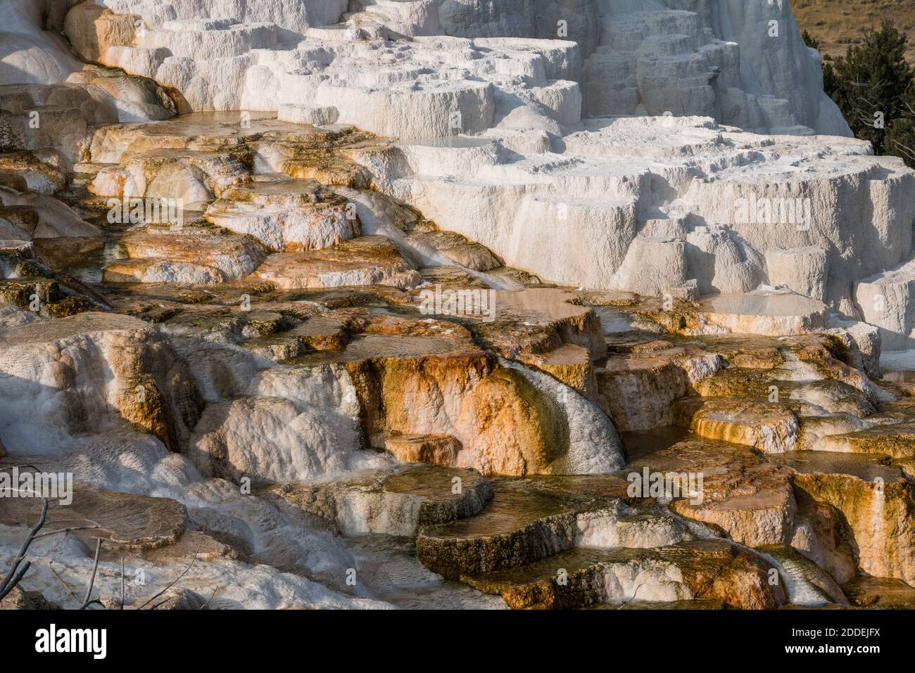 Terrazza di marmo sotto la sorgente delle Canarie, la terrazza principale, le sorgenti termali di Mammoth, il parco nazionale di Yellowstone, Wyoming, Stati Uniti. Foto Stock