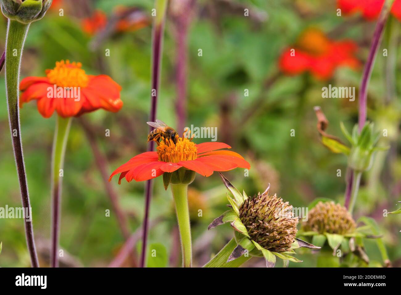 Polline di raccolta delle api di miele. Foto Stock