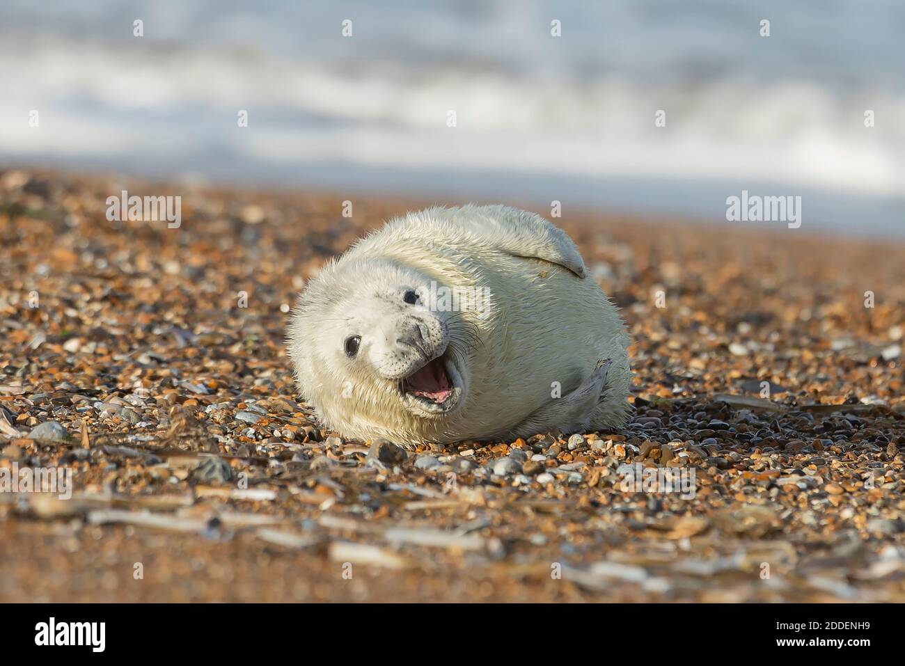 Il neonato foca gioca intorno sulla spiaggia di ghiaia durante la stagione di riproduzione a Blakeney Point a Norfolk. Foto Stock