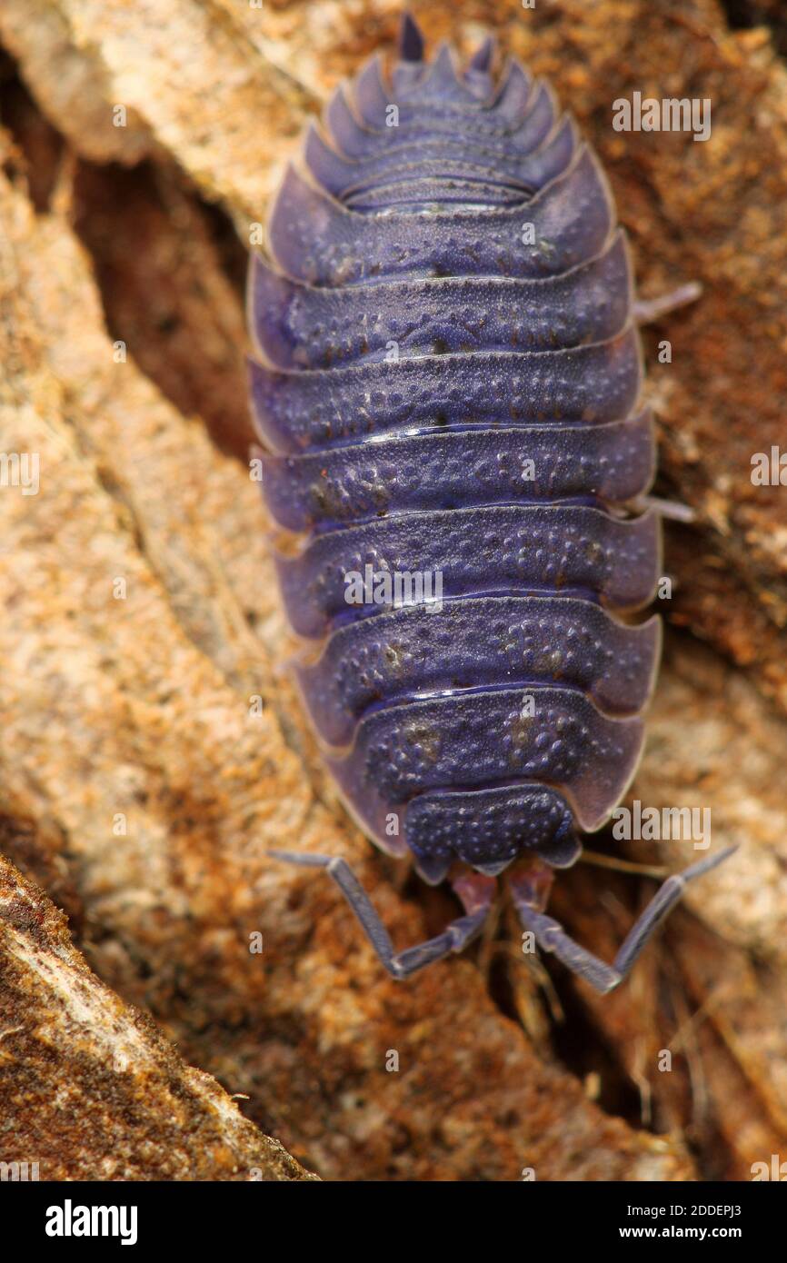 Legno (Armadillium vulgare) Foto Stock