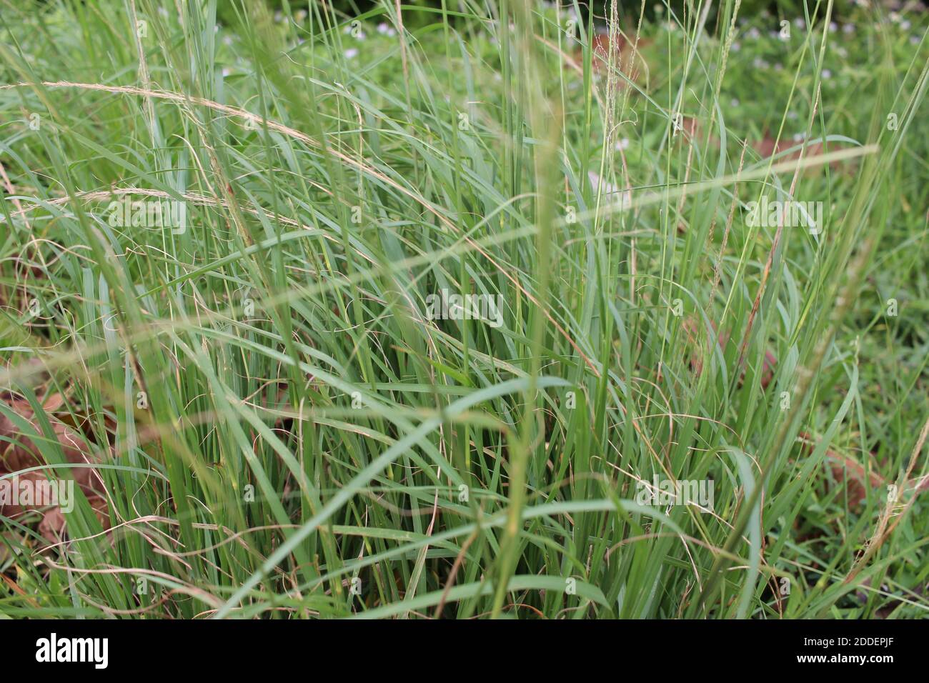 Erba alta da vicino Foto Stock