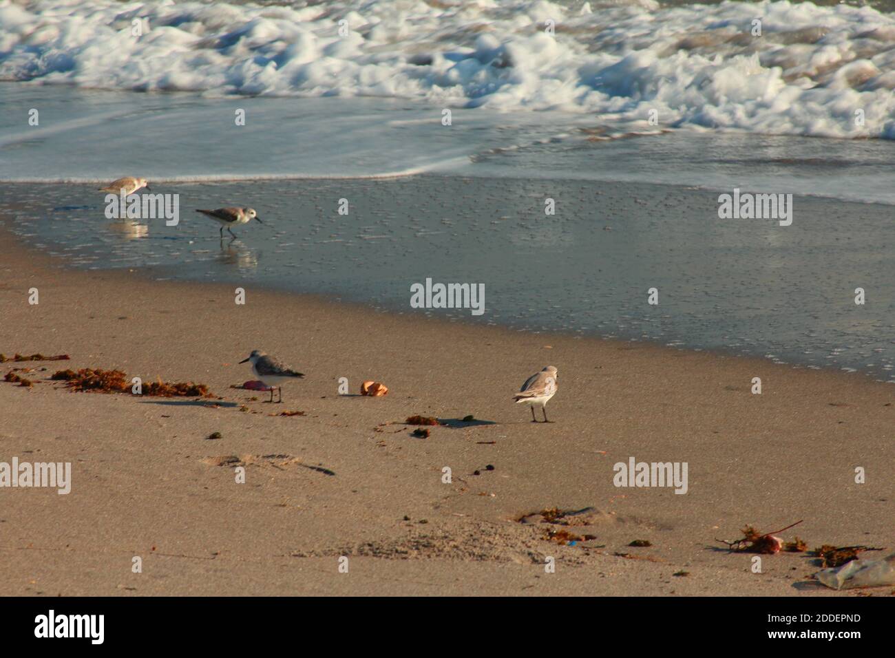 Uccelli dalle onde - colpo medio Foto Stock