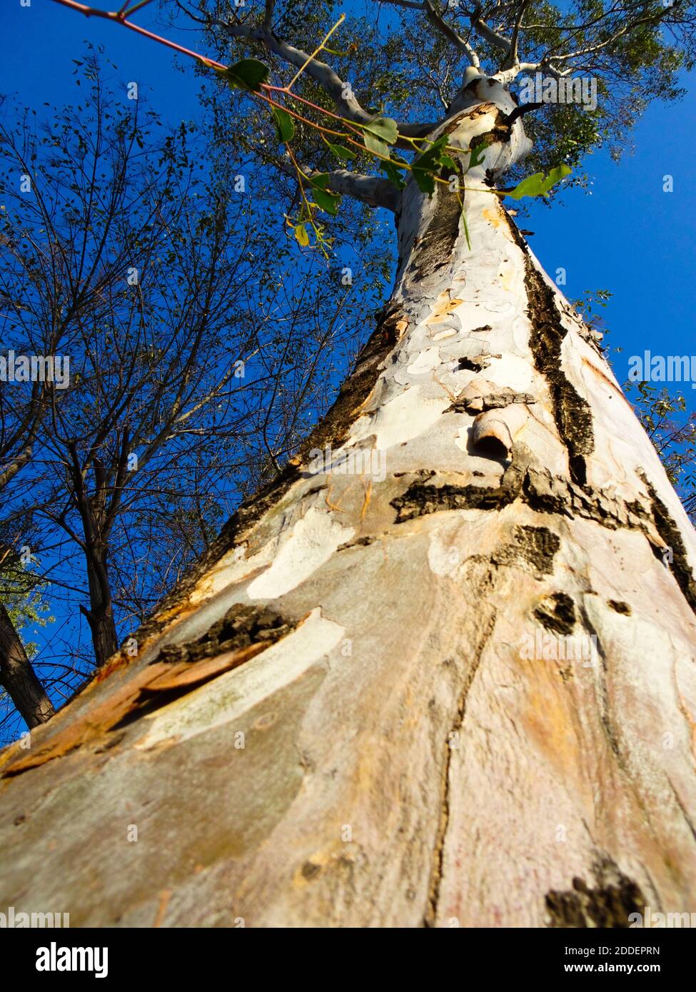 Abbaia meno alberi nella California meridionale Foto Stock