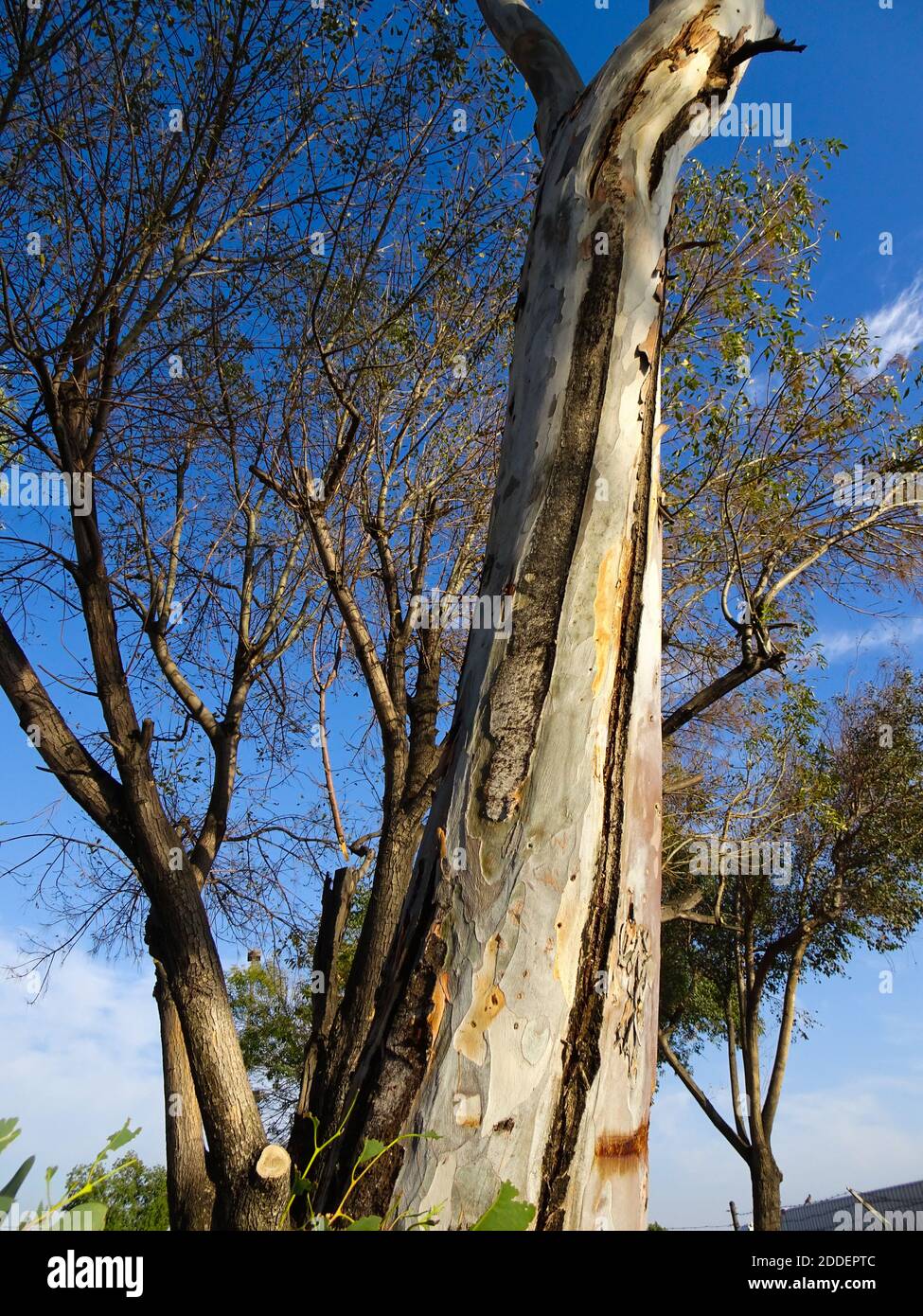 Abbaia meno alberi nella California meridionale Foto Stock