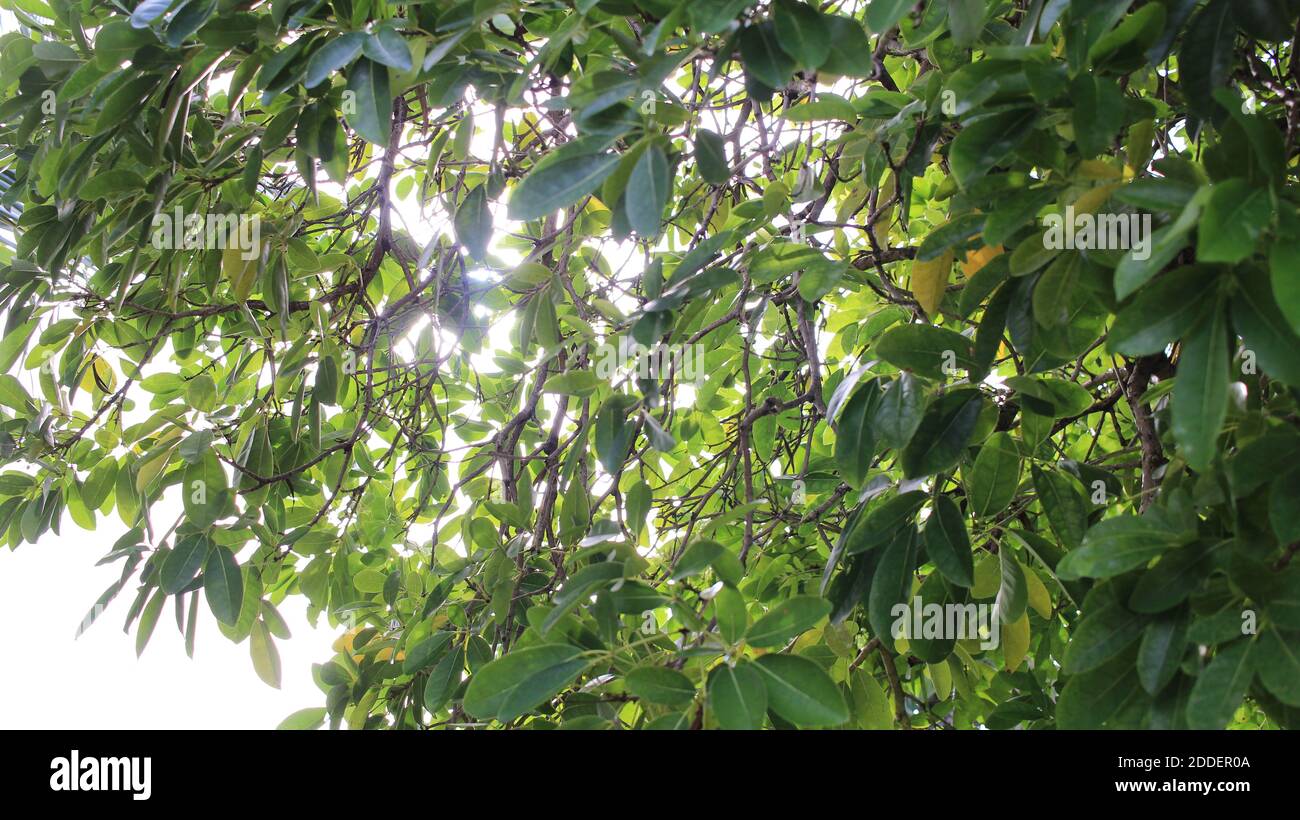 Rottura sole attraverso gli alberi Foto Stock