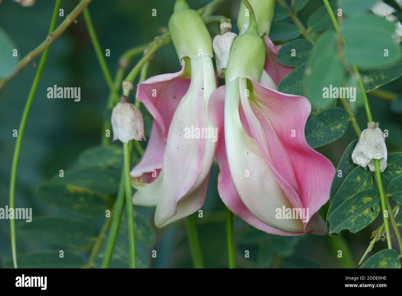 Immagine ravvicinata del fiore rosa dei Turi (Sesbania grandiflora) viene consumato come verdura e medicina. Le foglie sono regolari e arrotondate. La frutta Foto Stock