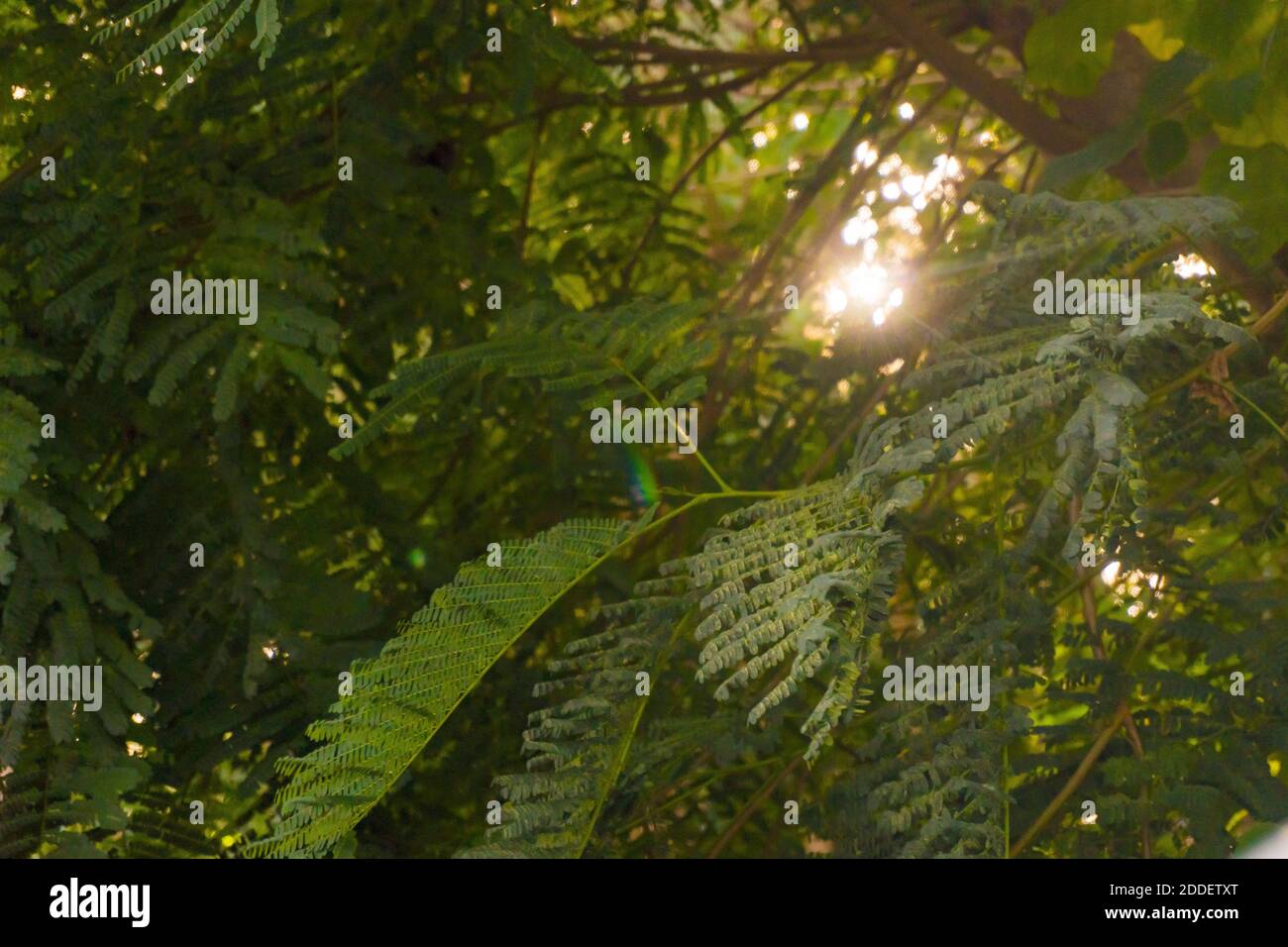 Verde fogliame alla luce del sole. Foto di alta qualità Foto Stock