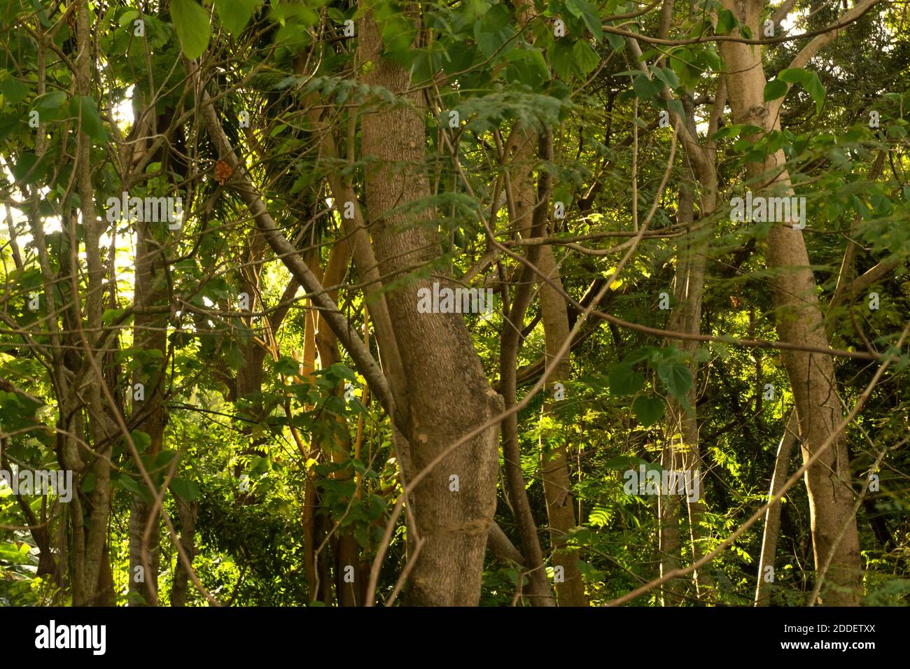 Verde fogliame alla luce del sole. Foto di alta qualità Foto Stock