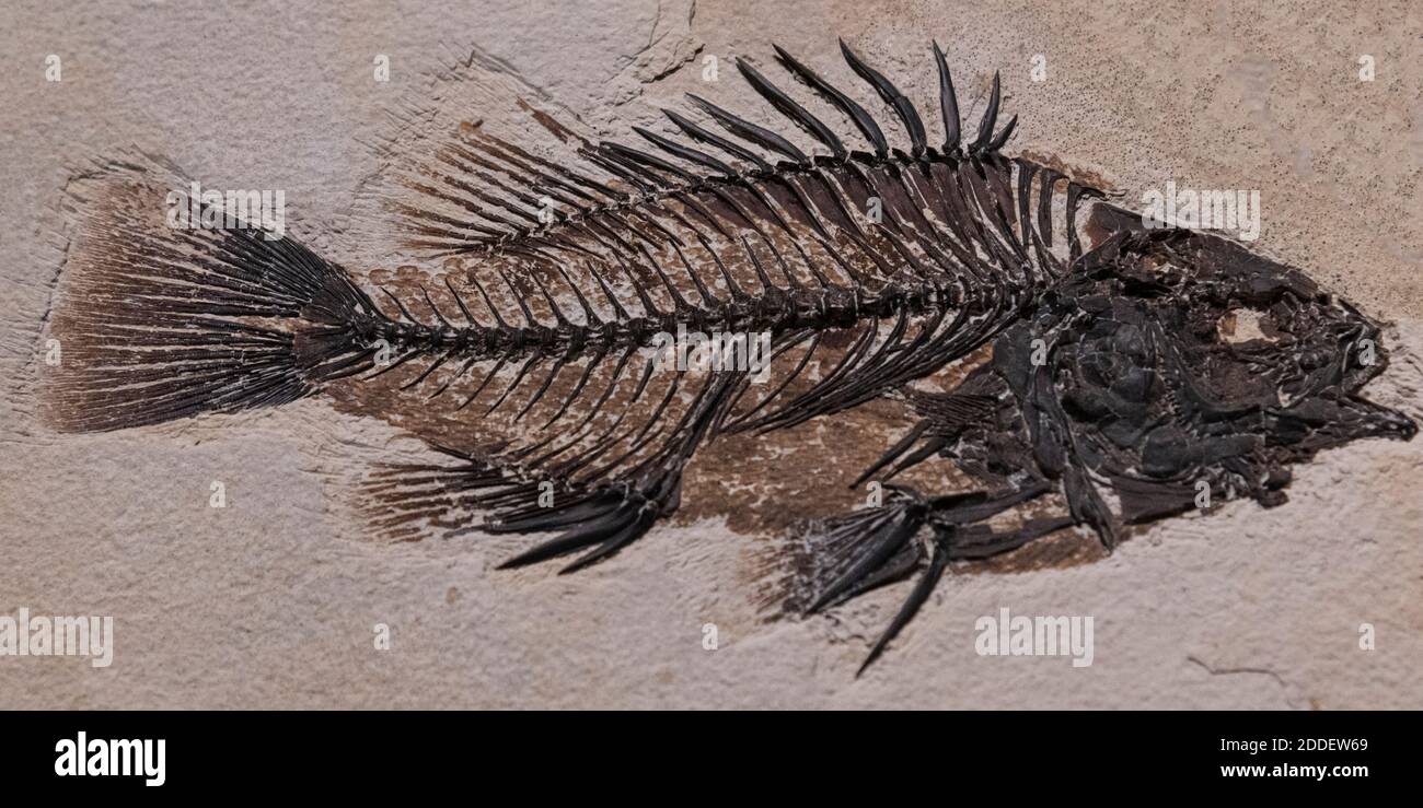 Pesce fossile e scheletro Foto Stock