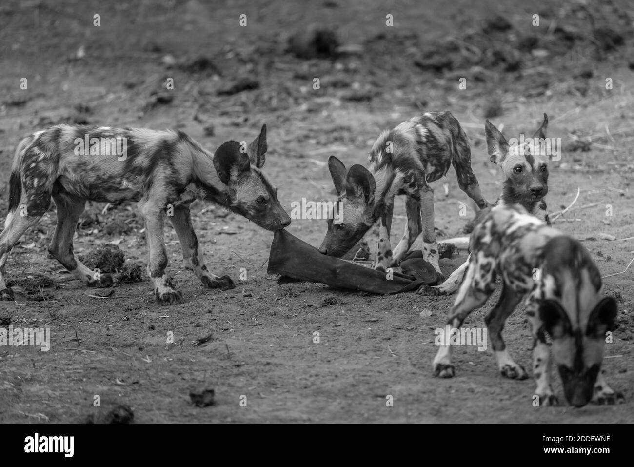 Cani selvatici - cani dipinti - cani africani che giocano con TSE-TSE panno mosca Foto Stock