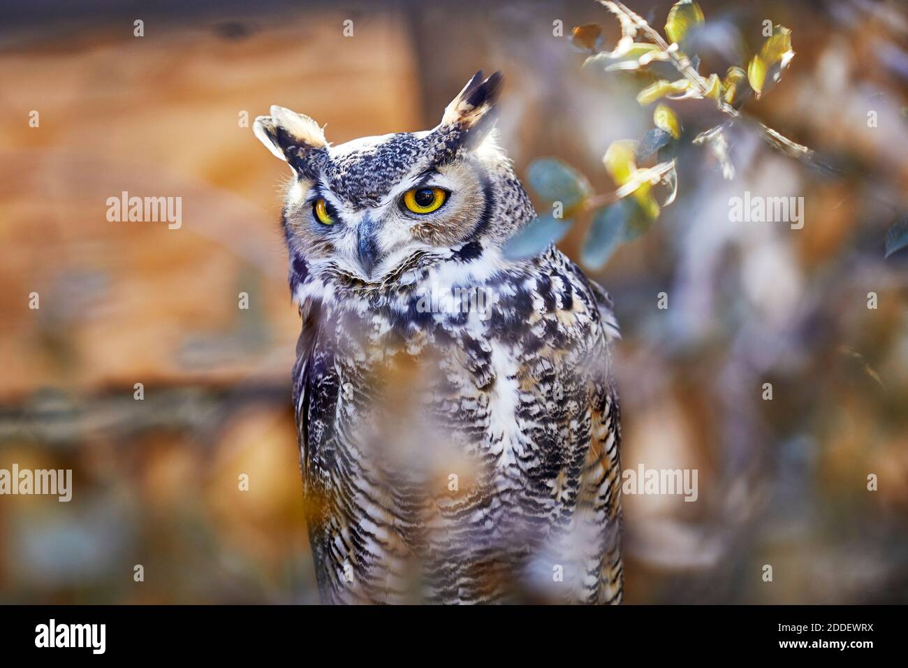 Grande Orned Owl seduto su un ramo all'interno di un cespuglio con profondità di campo poco profonda Foto Stock