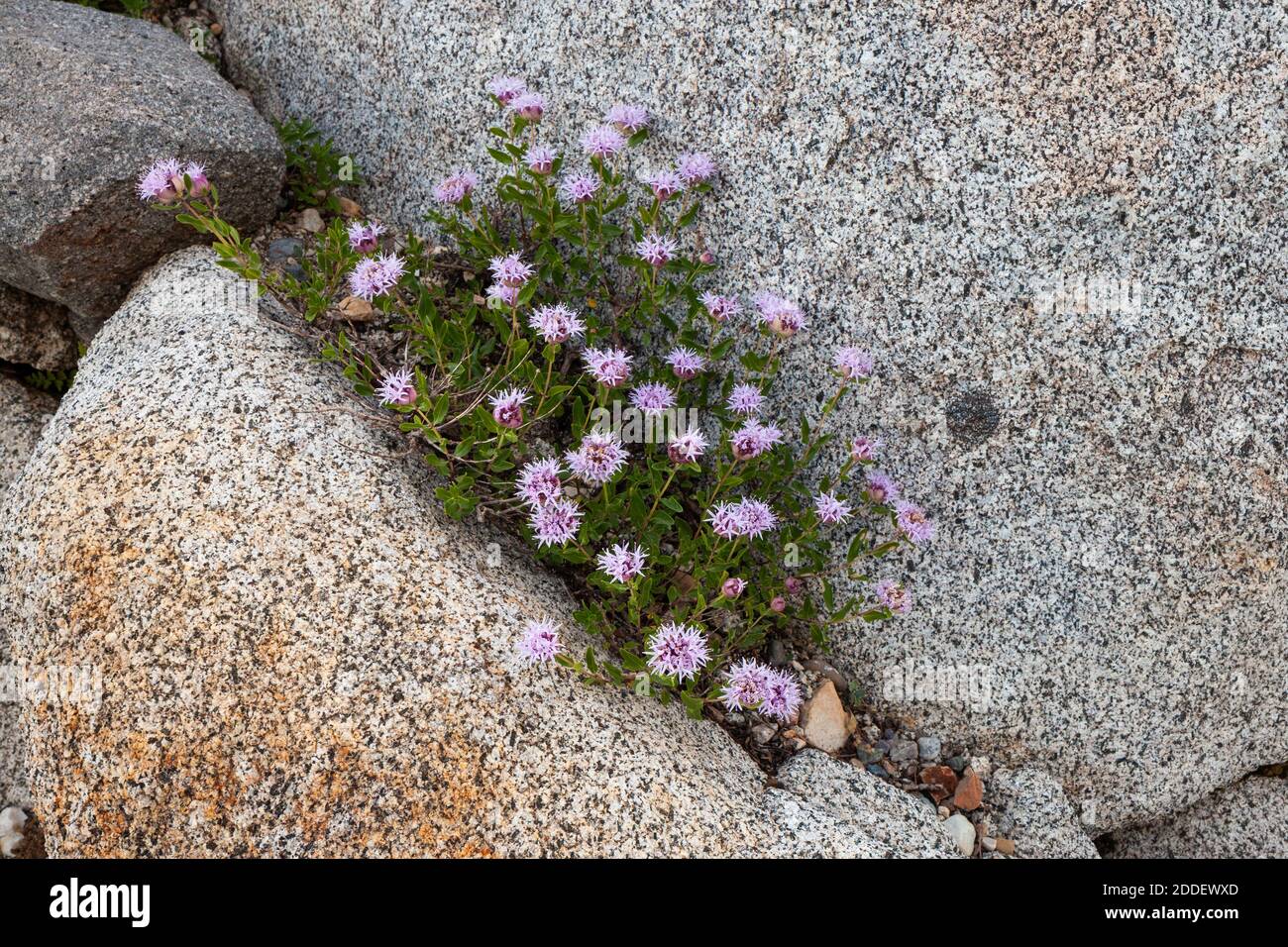 Fiori selvatici rosa tra le rocce di granito, Albion Basin, Little Cottonwood Canyon, Utah Foto Stock