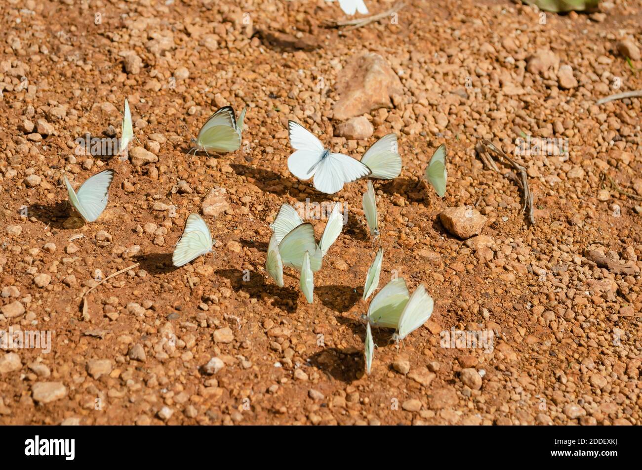 Farfalle sul terreno Foto Stock