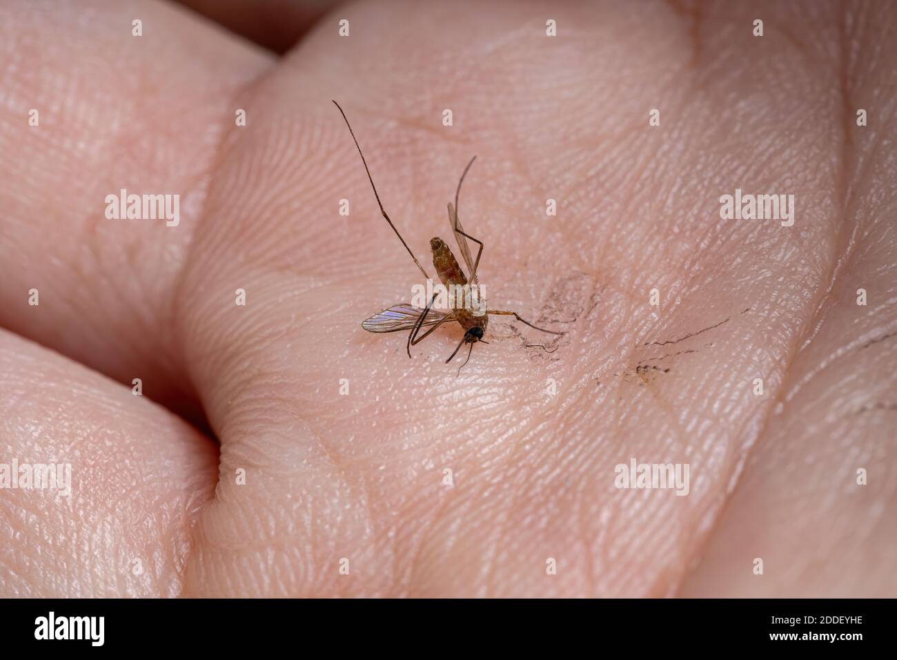 Zanzare Culicine del genere Culex Foto Stock
