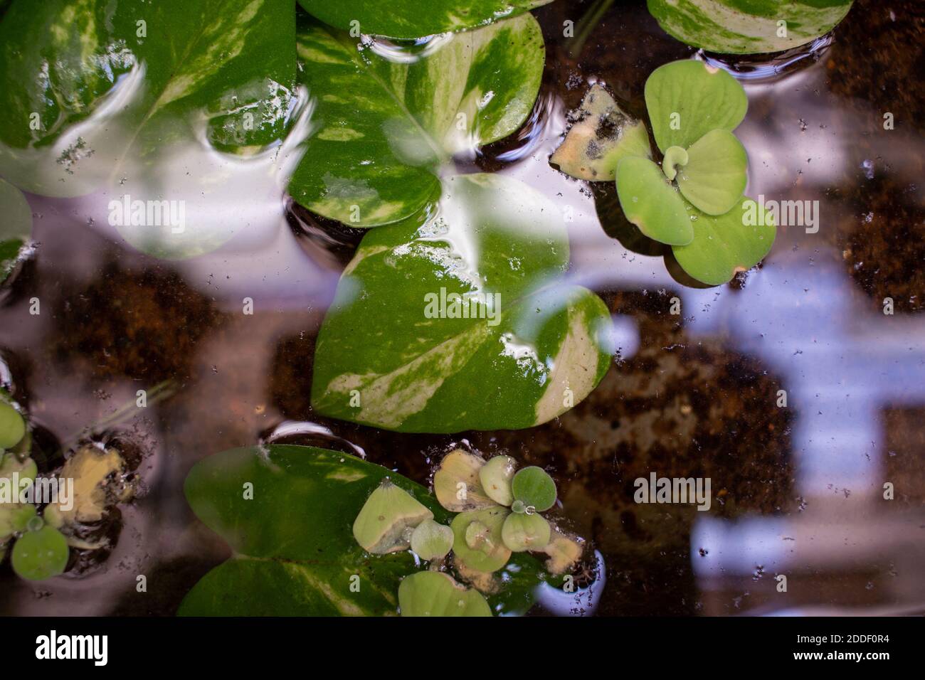 Vista della pianta di denaro (conosciuta anche come Epipremnum aureum) in un vaso d'acqua. Pianta di fioritura invasiva. Messa a fuoco selettiva Foto Stock